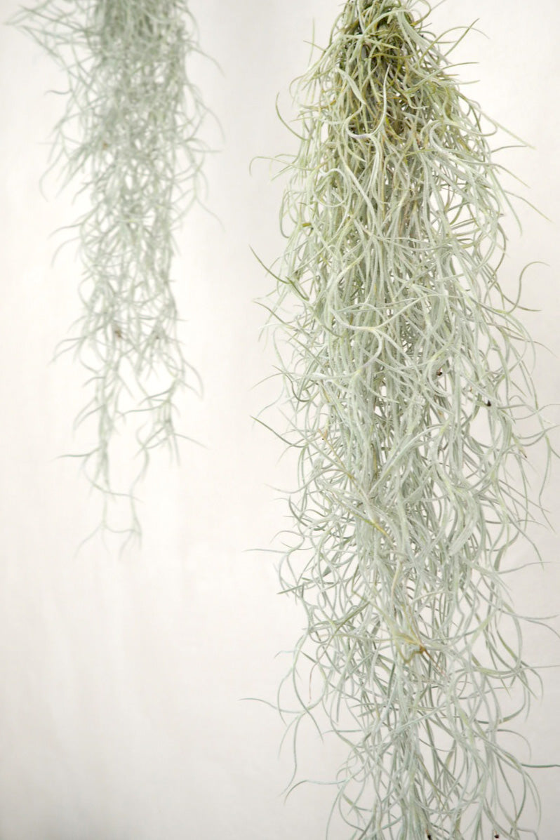 Tillandsia Usneoides