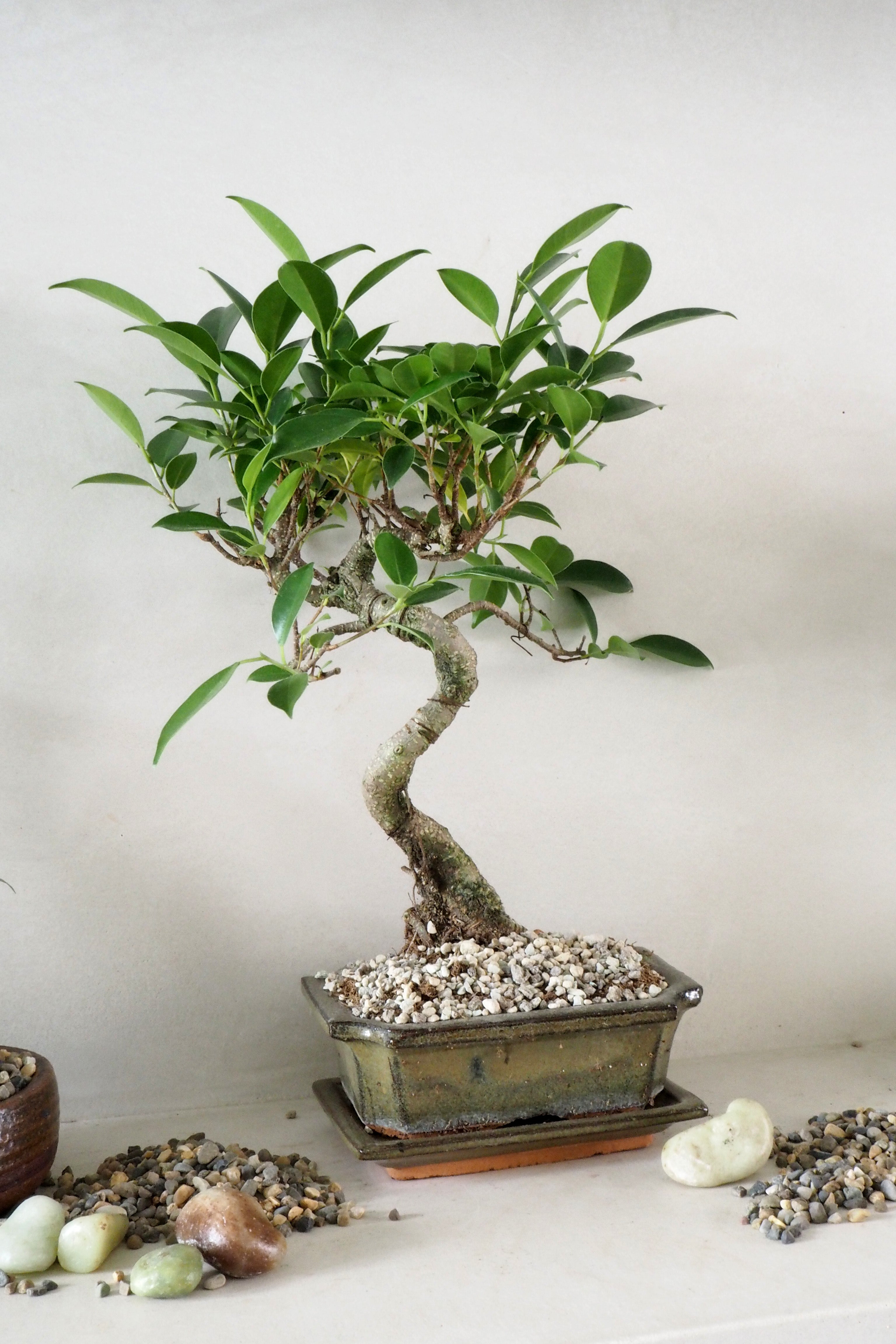 Topping sten - Natural