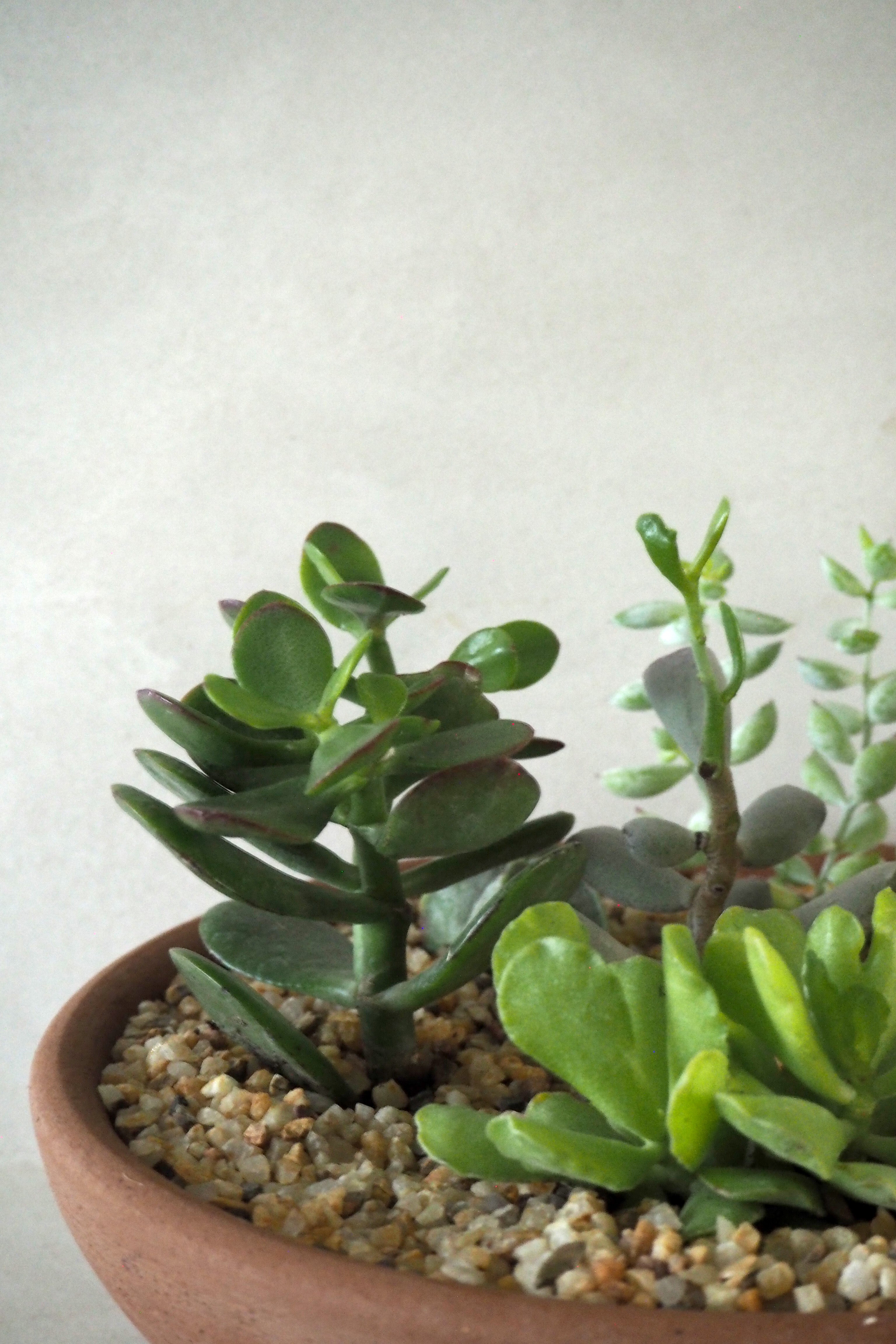 Topping sten - Beige