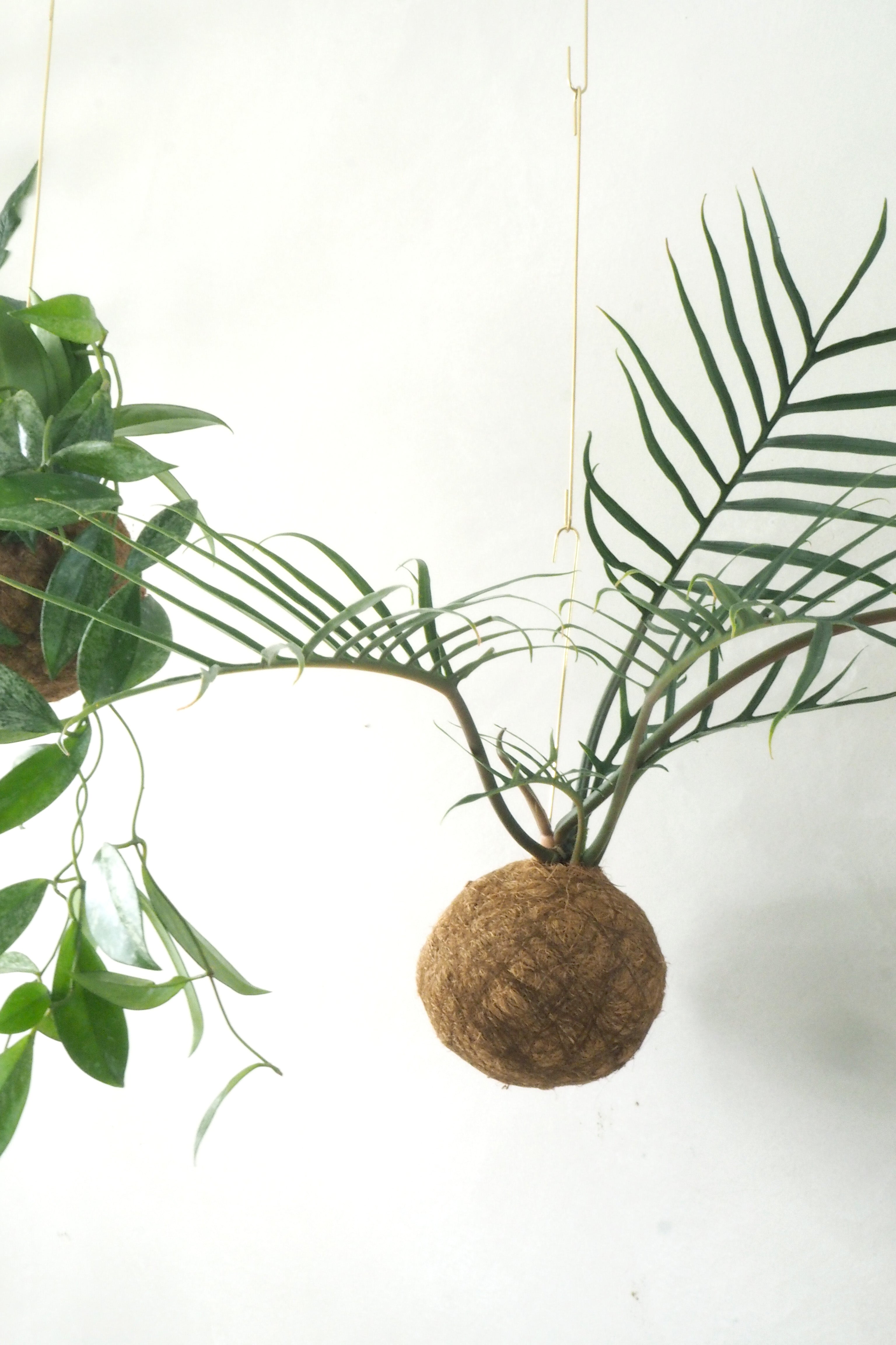 Planteplanet, Philodendron Tortum