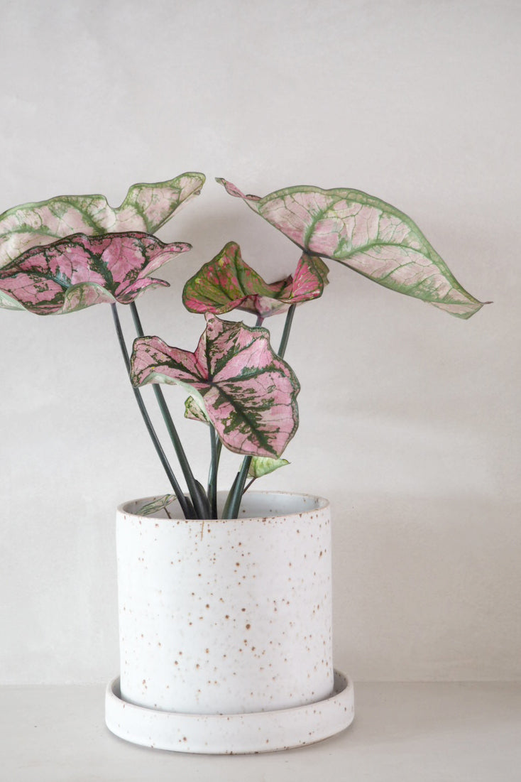 V.O krukke - hvid, large