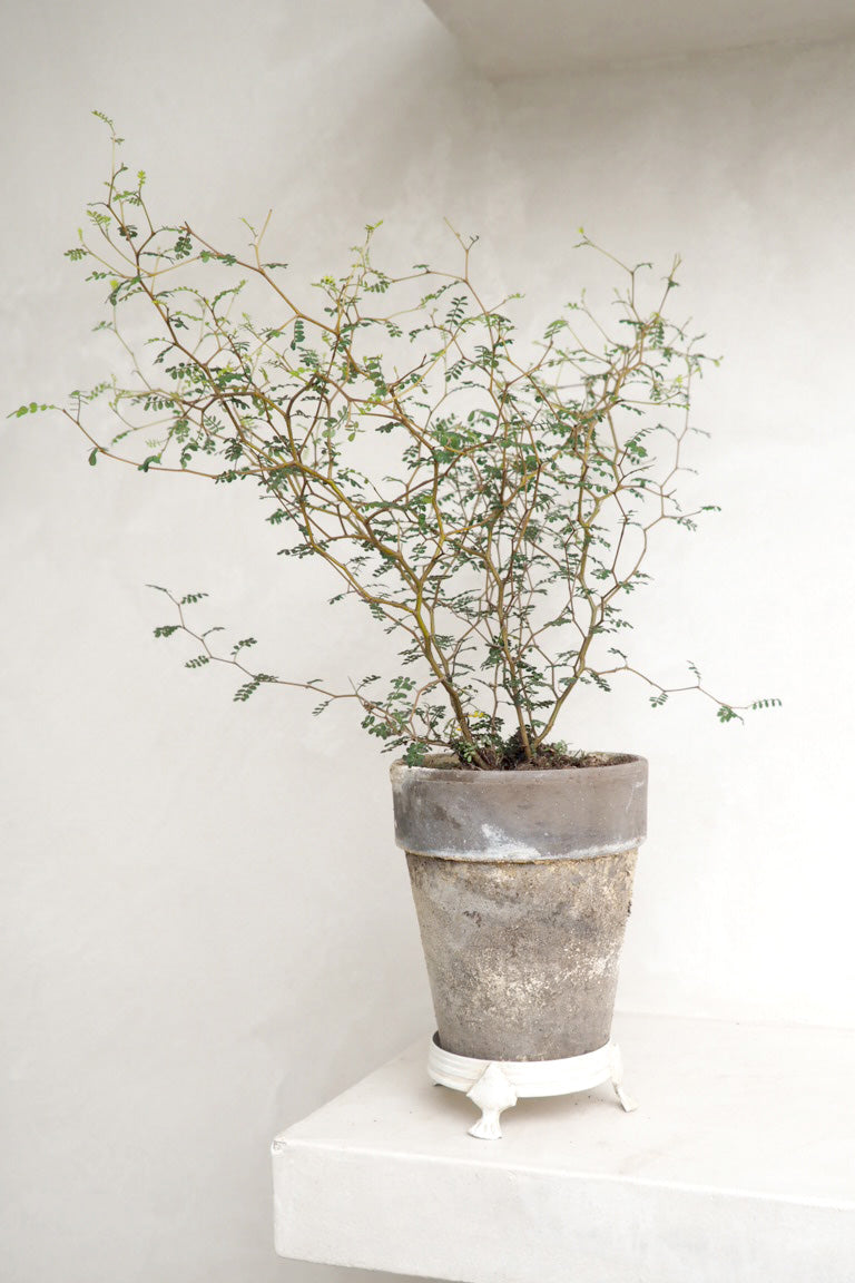 Vintage - potterfødder