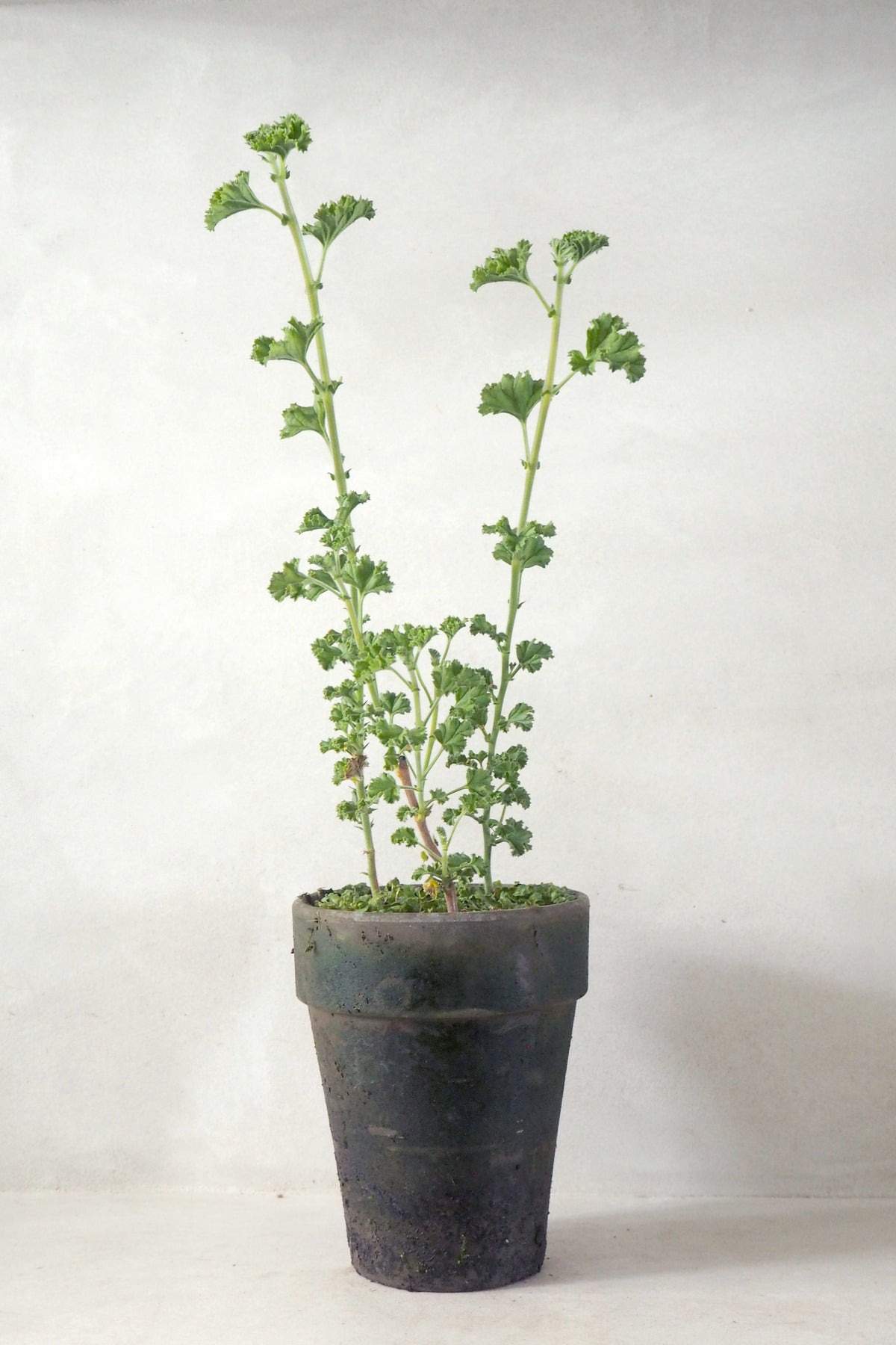 Geranium - Prince of Orange, vinterskud