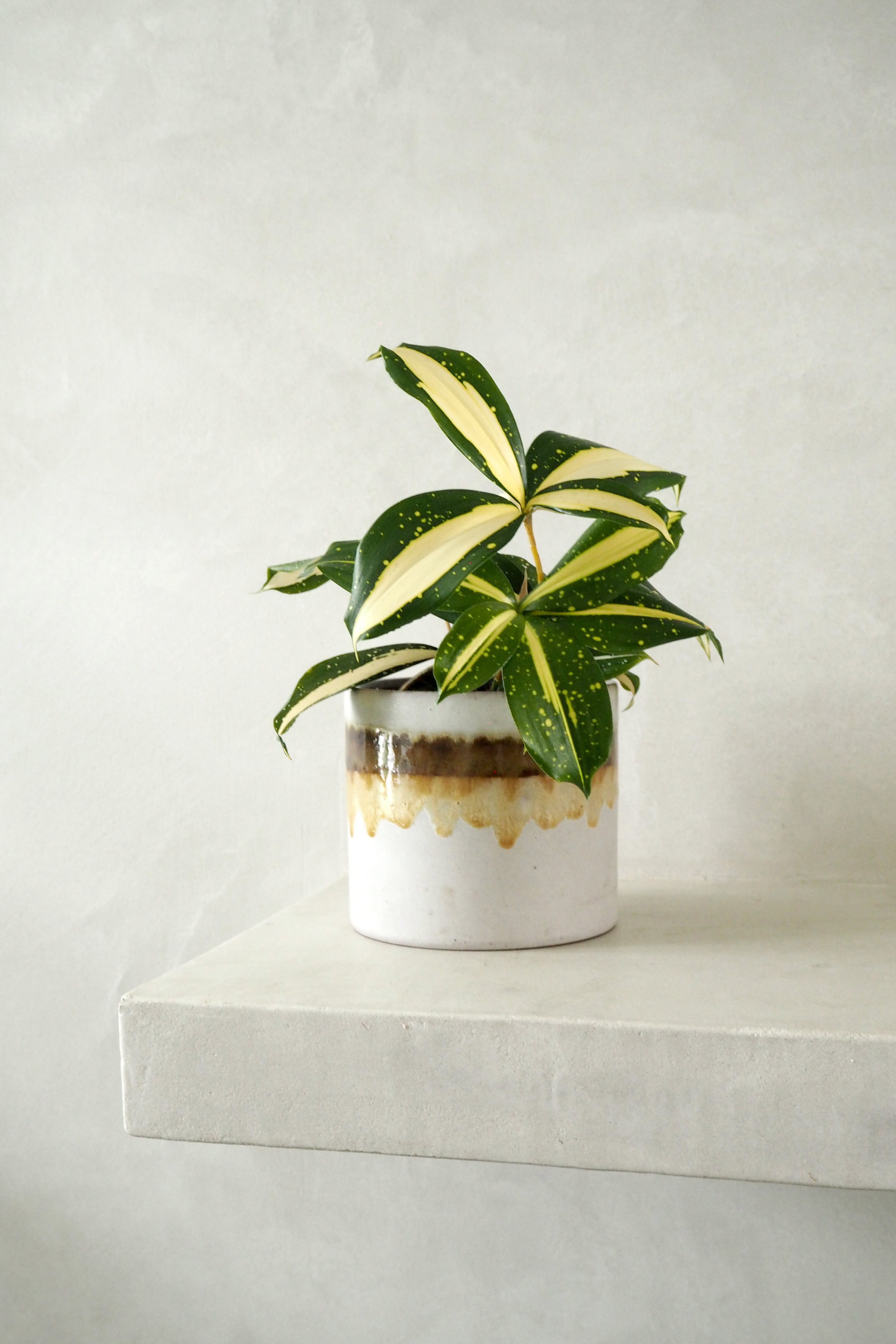 Vintage - W germany krukke