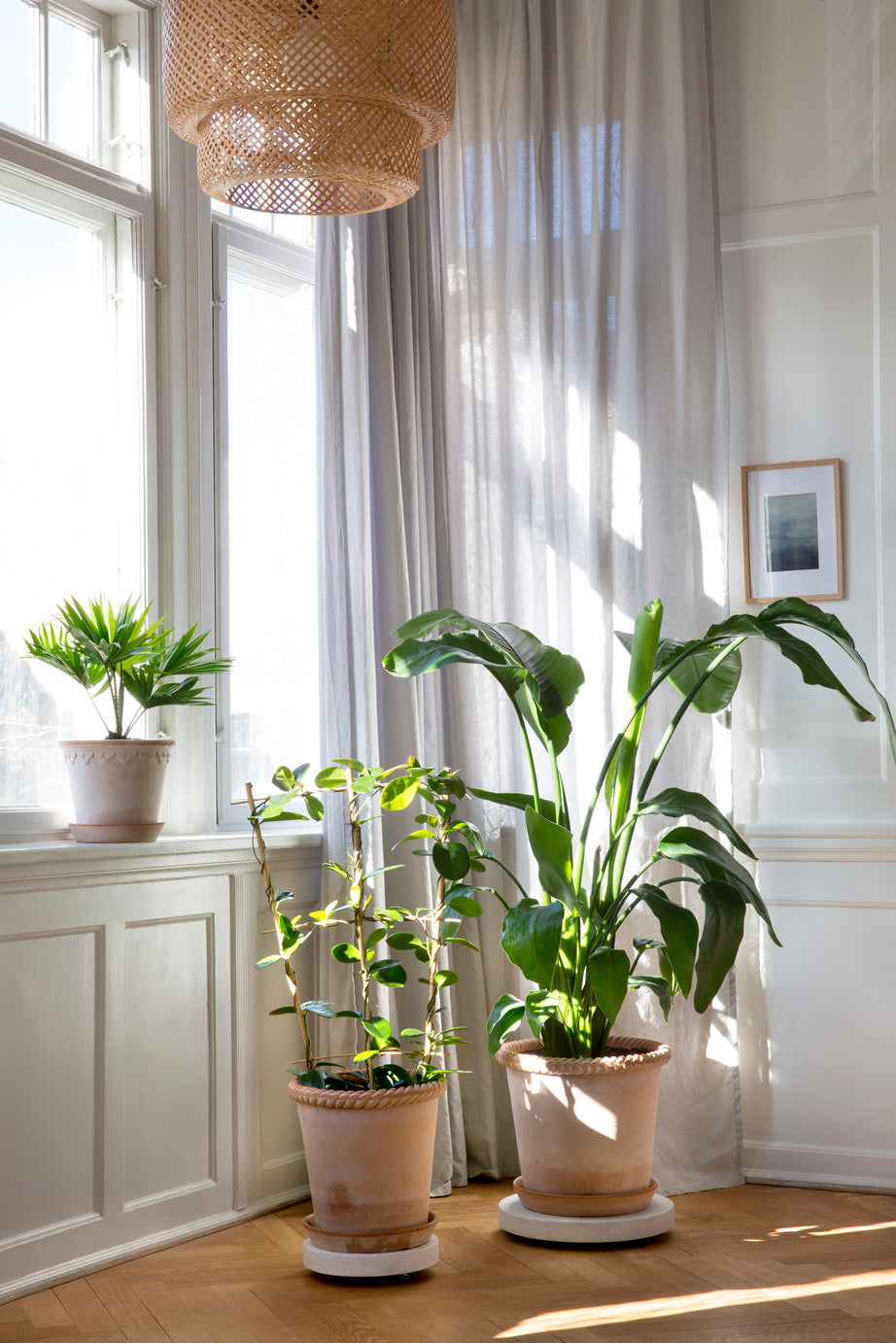 Rolling stones - rulleplade