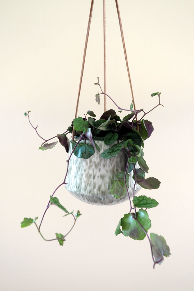 Ilda hængekrukke, Bloomingville