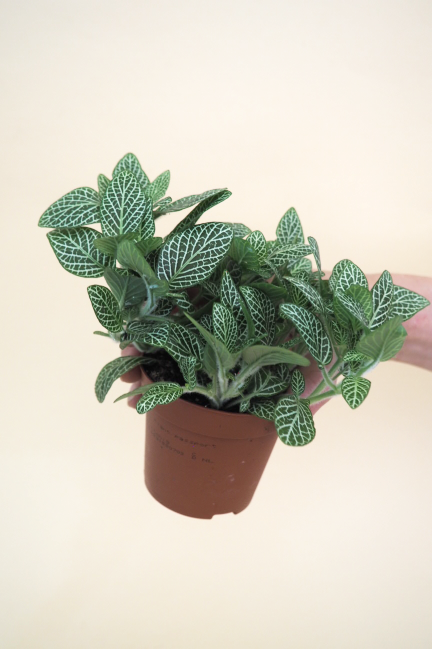 Miniplanter