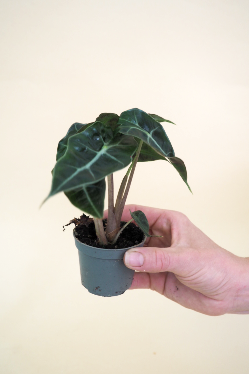 Miniplanter