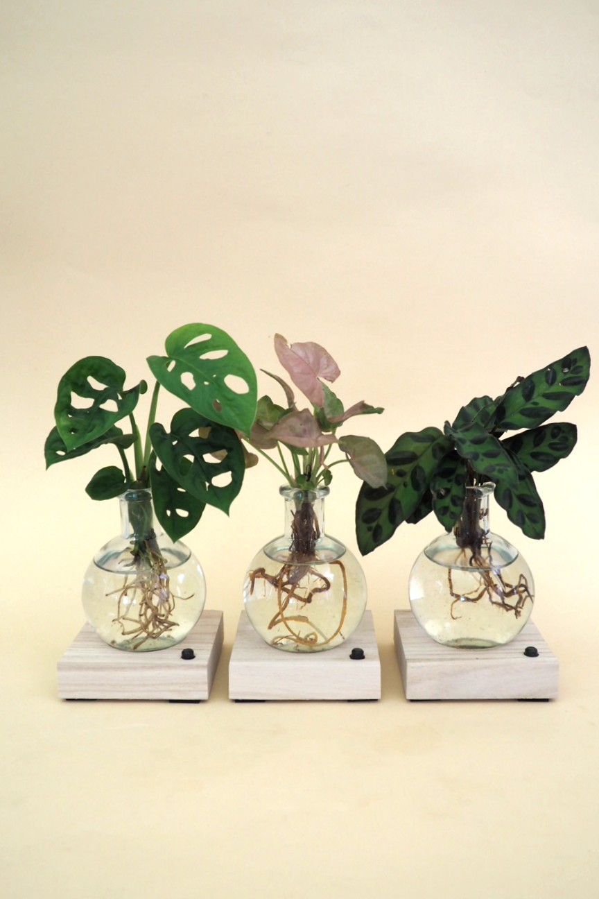 Plantelampe, Monstera