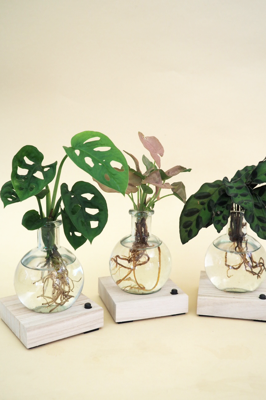 Plantelampe, Monstera