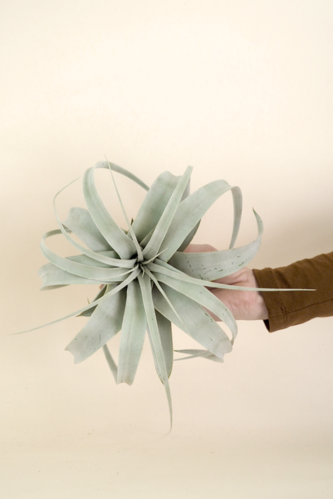 Tillandsia Xerographic