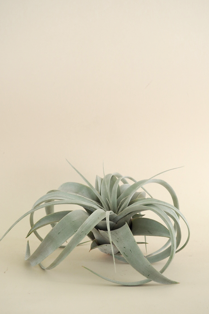 Tillandsia Xerographic