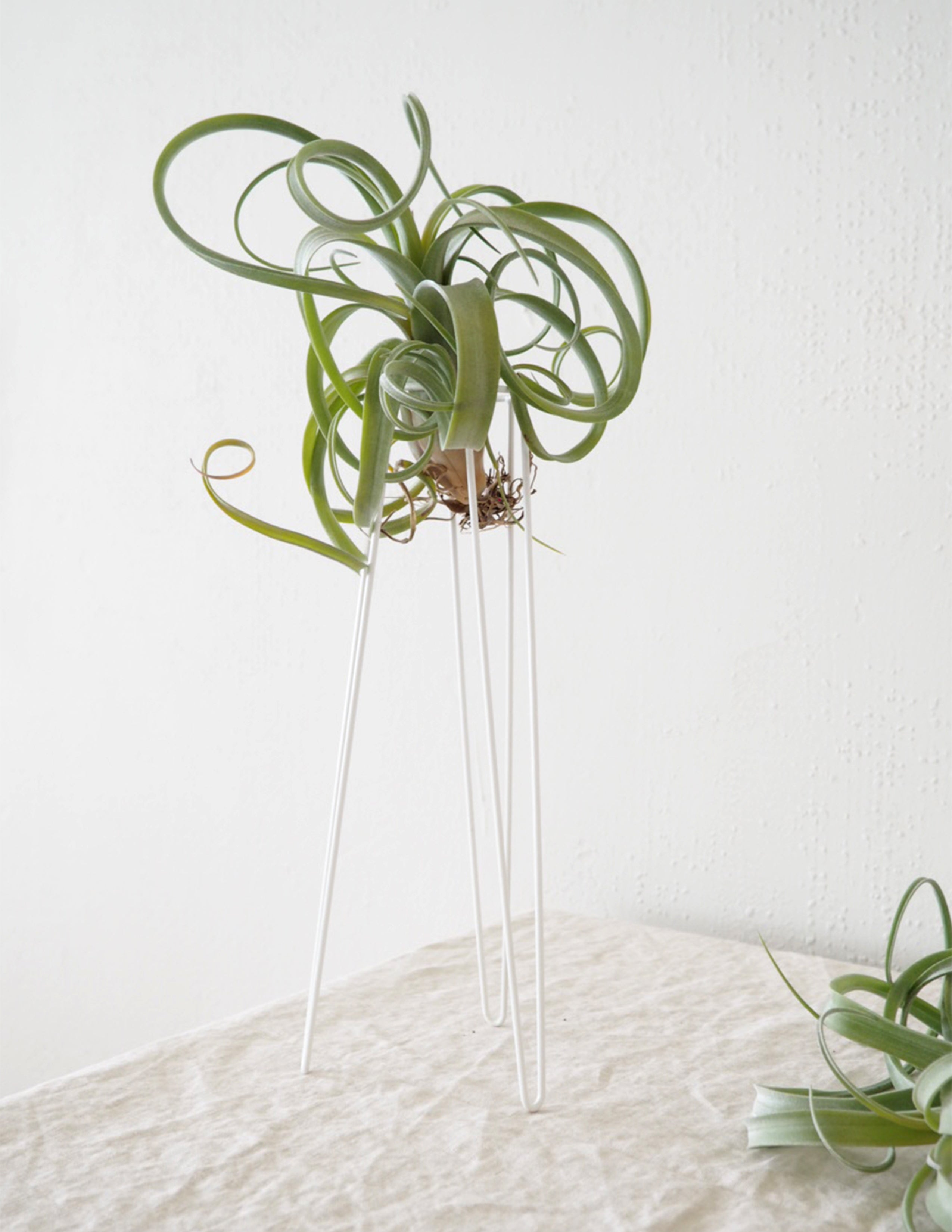 Air plant tabletower, stor