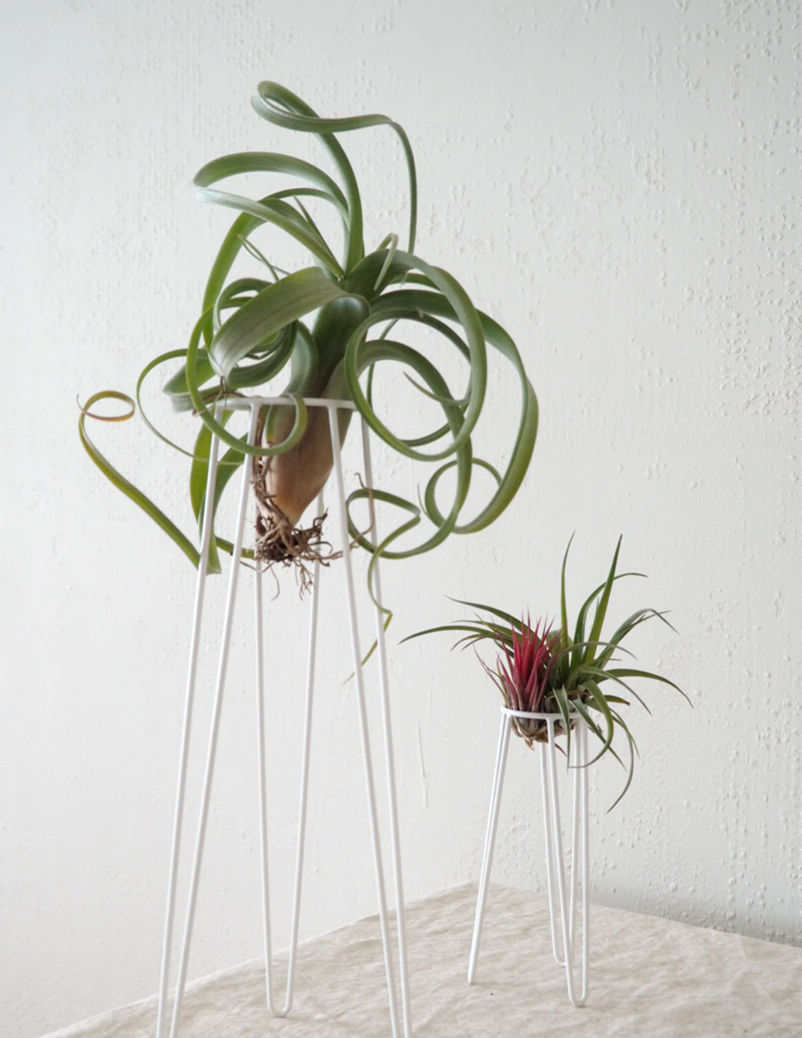 Air plant tabletower, stor