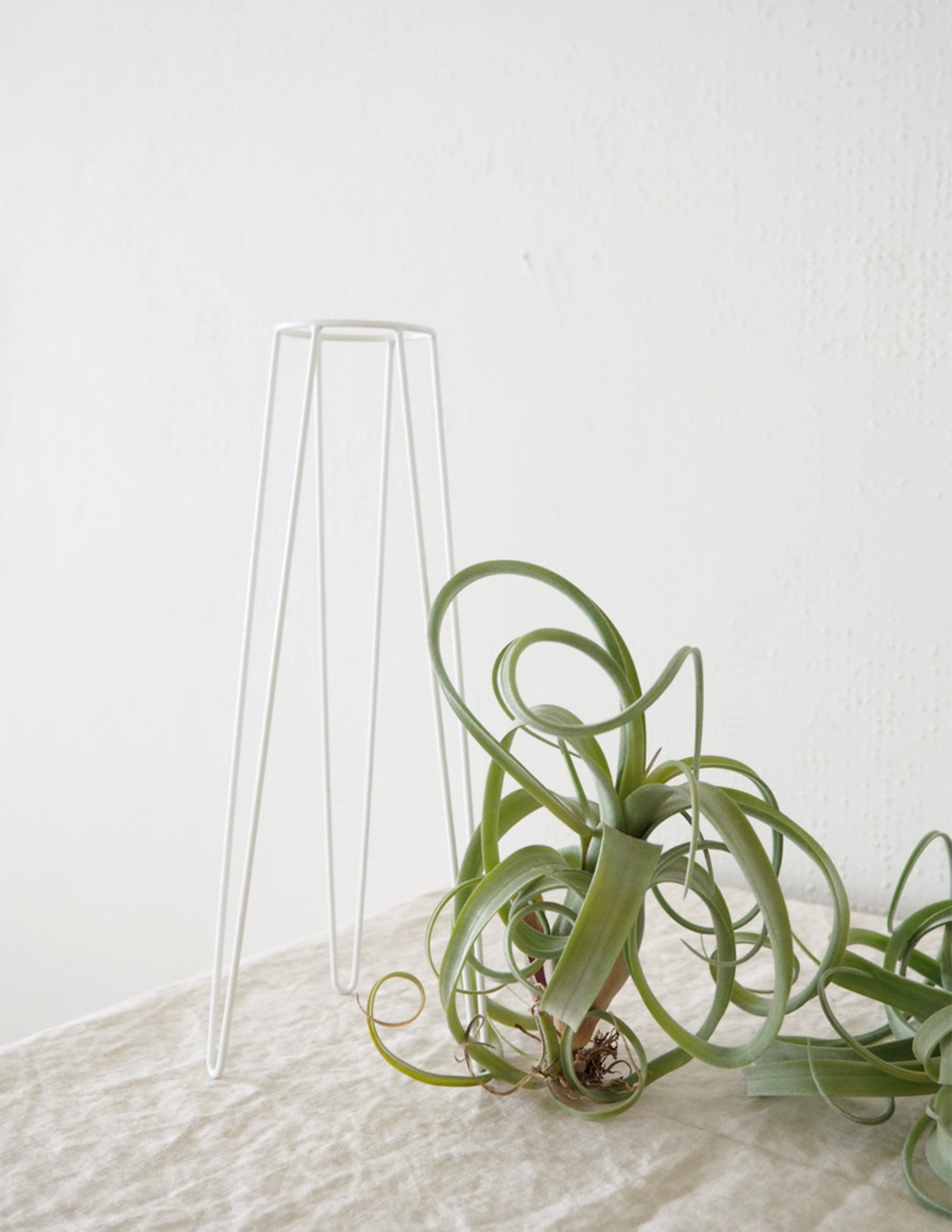Tillandsia Xerographica