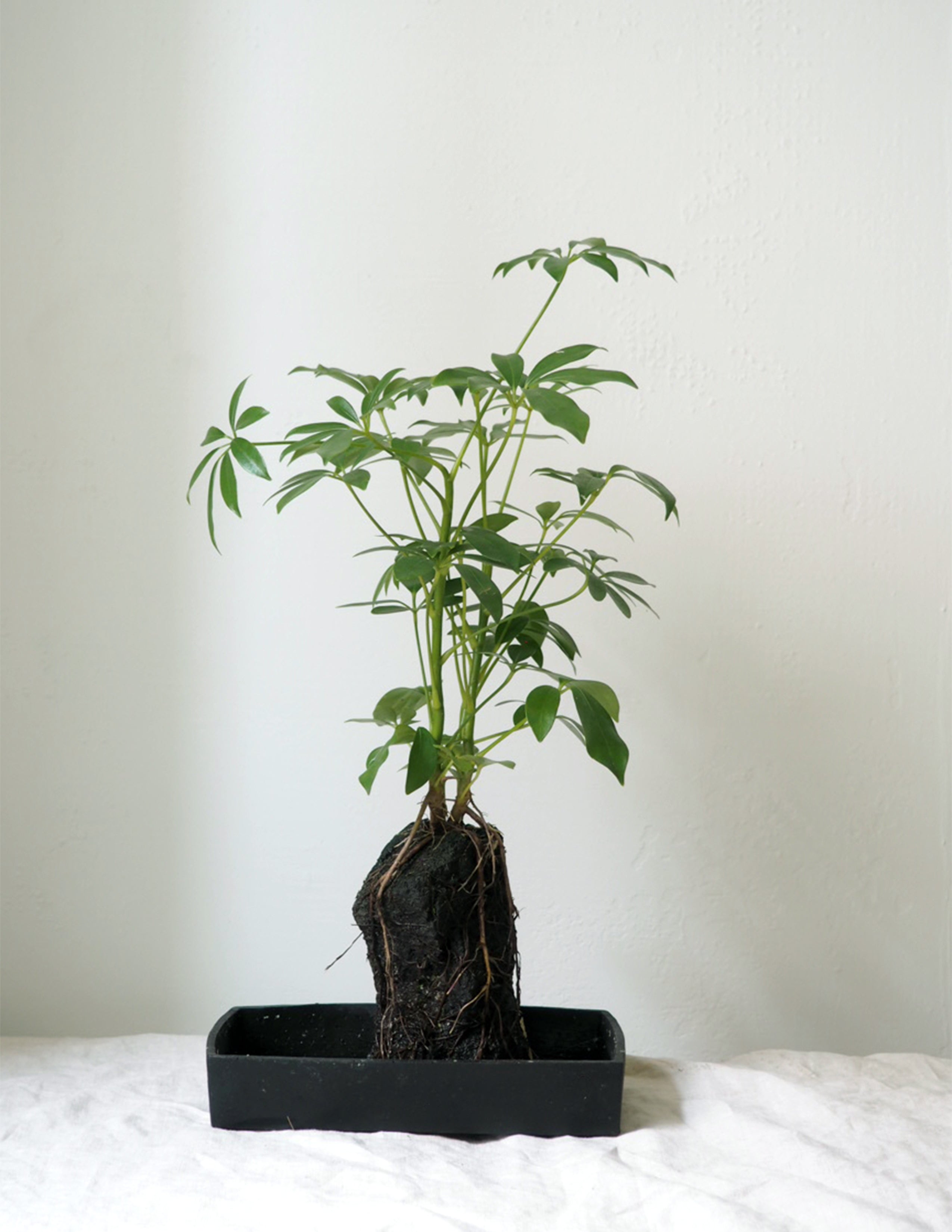 Schefflera på Lavasten