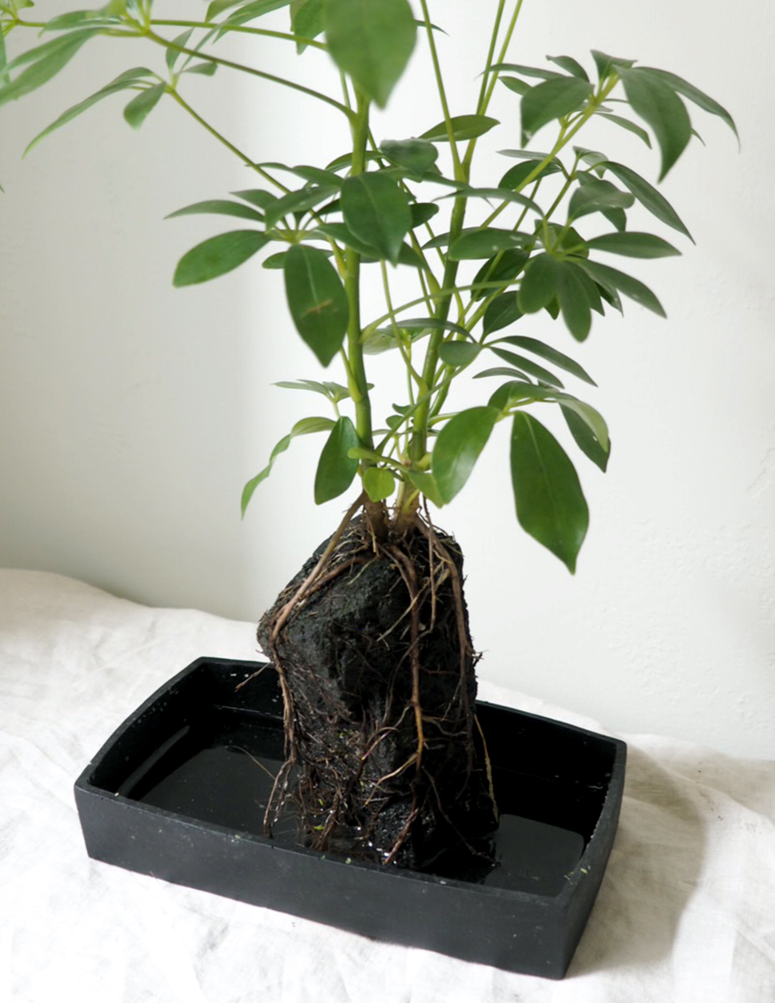 Schefflera på Lavasten