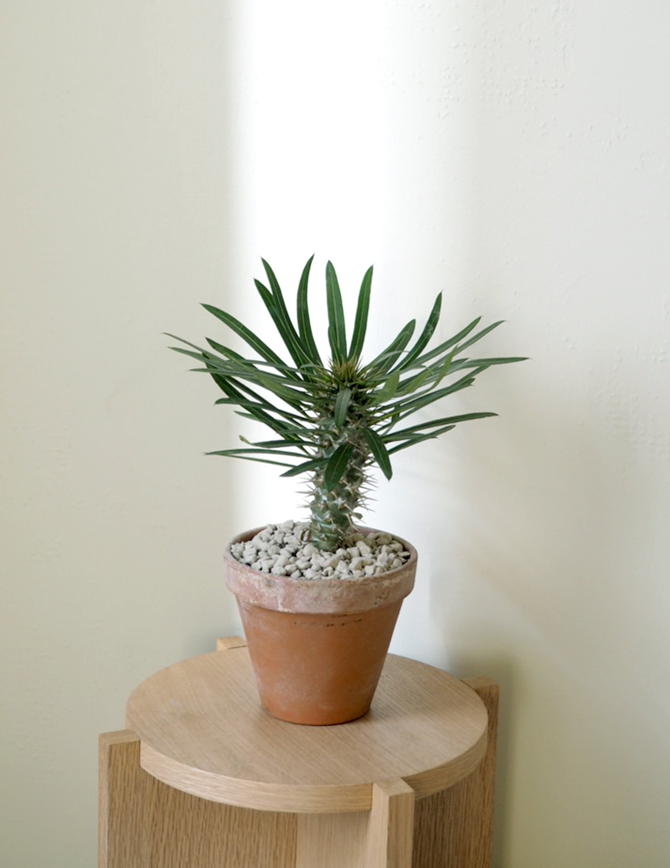 Madagaskar Palme