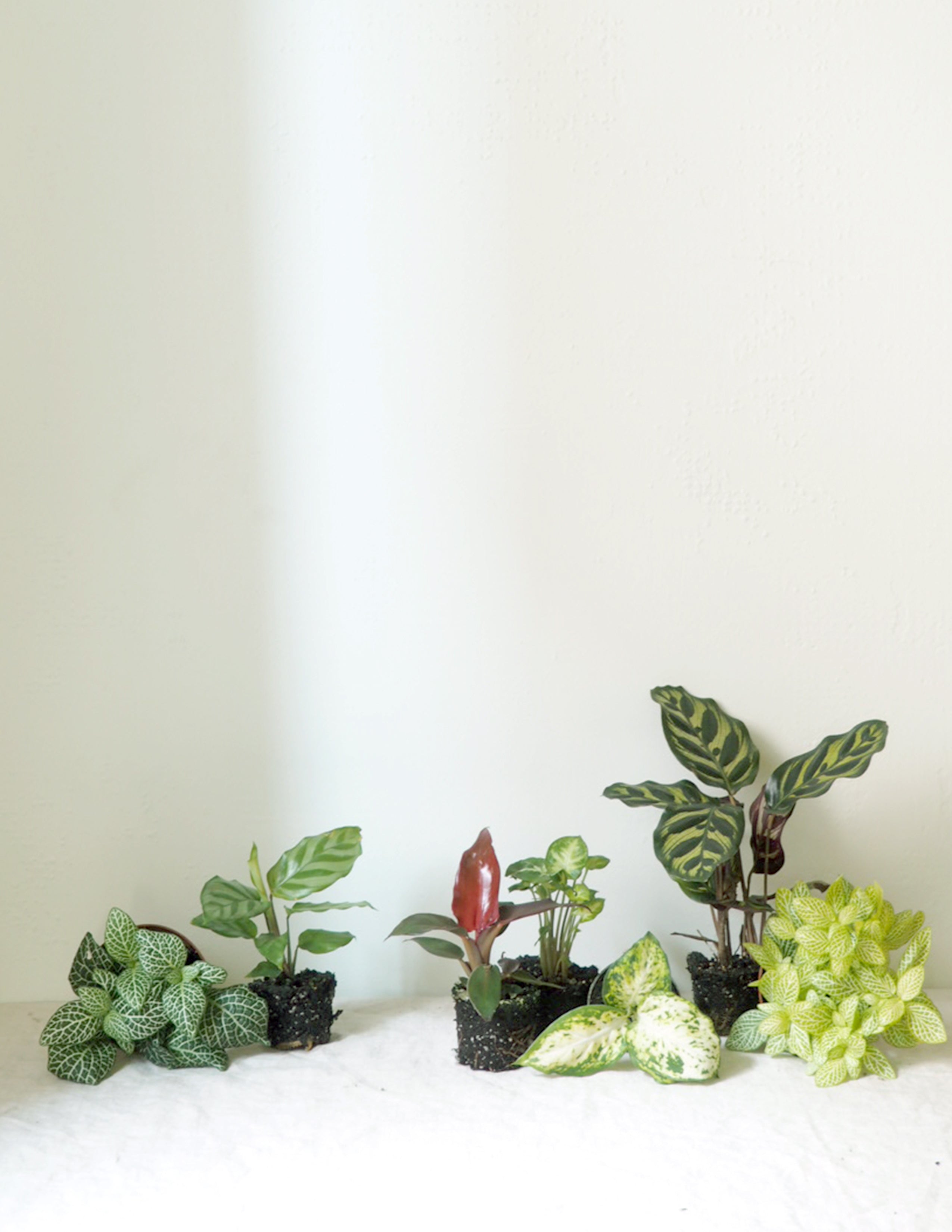 Miniplanter
