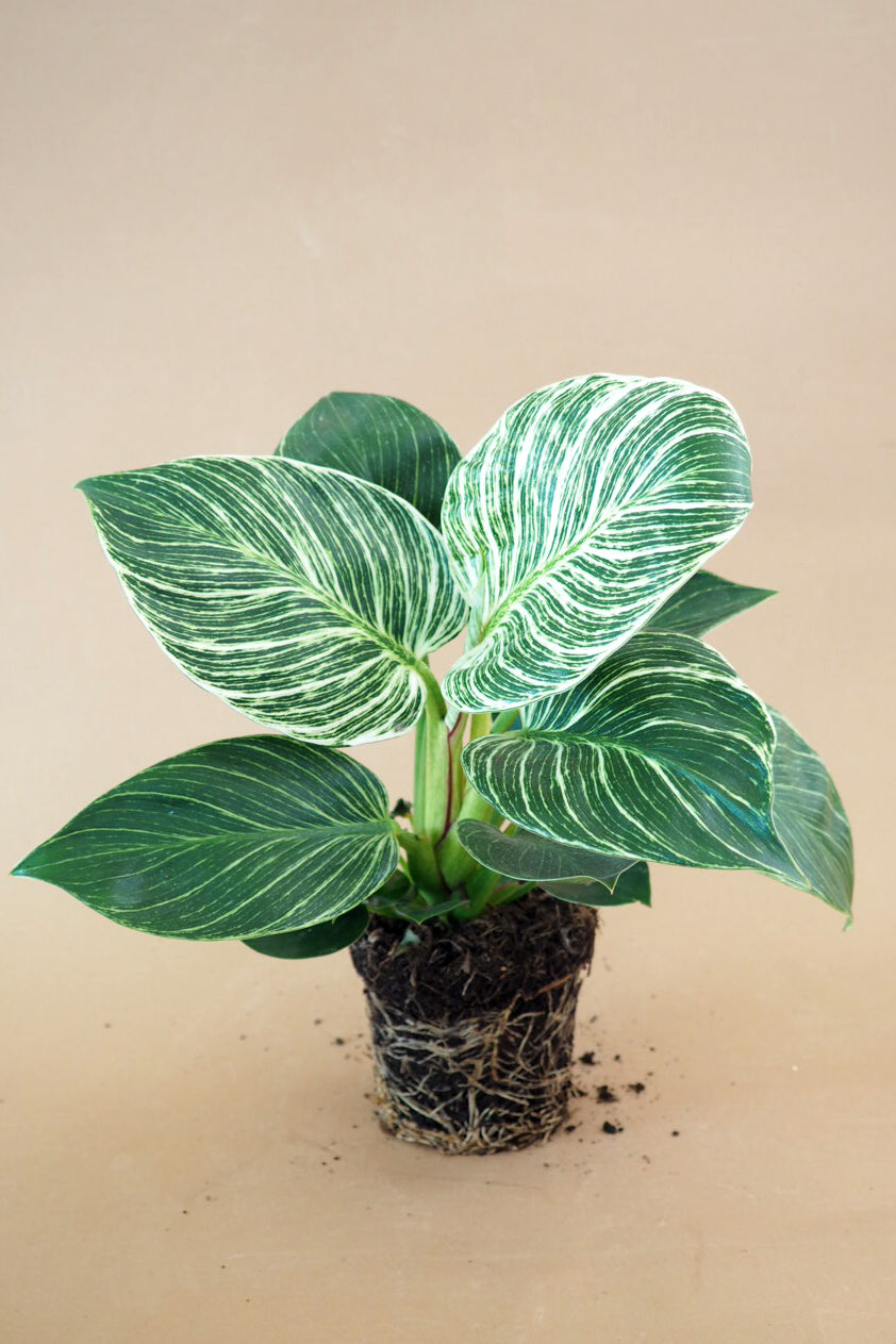 Philodendron Birkin
