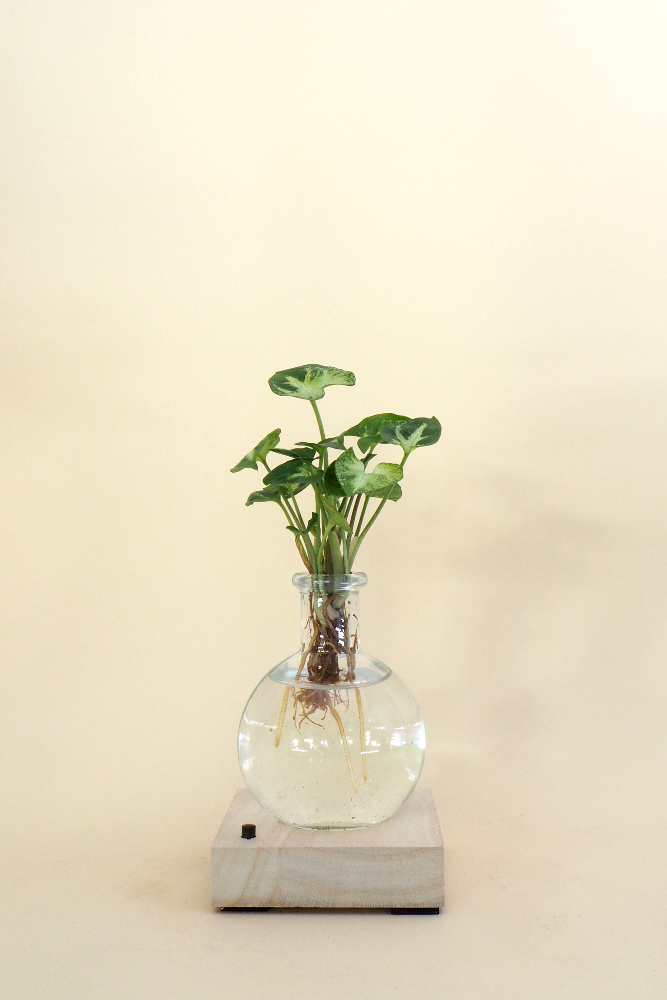 Plantelampe