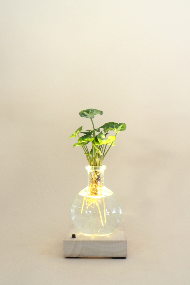 Plantelampe