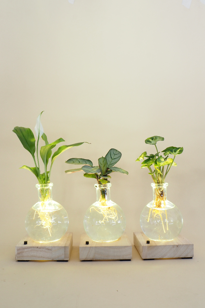 Plantelampe