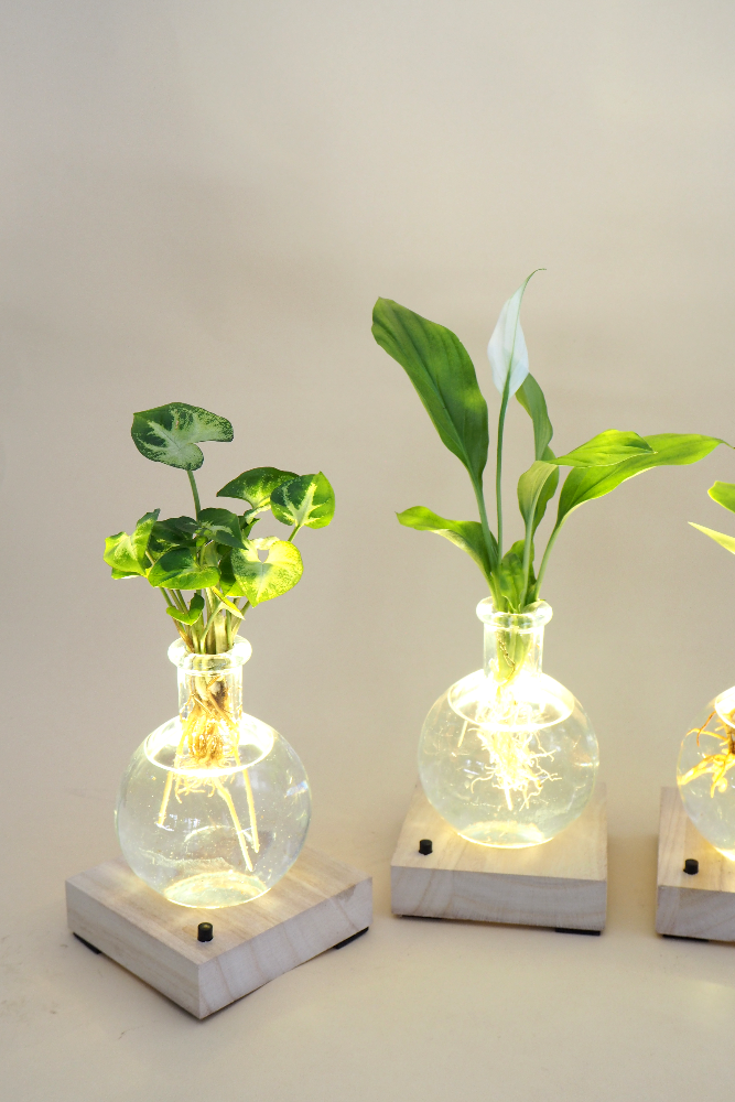 Plantelampe