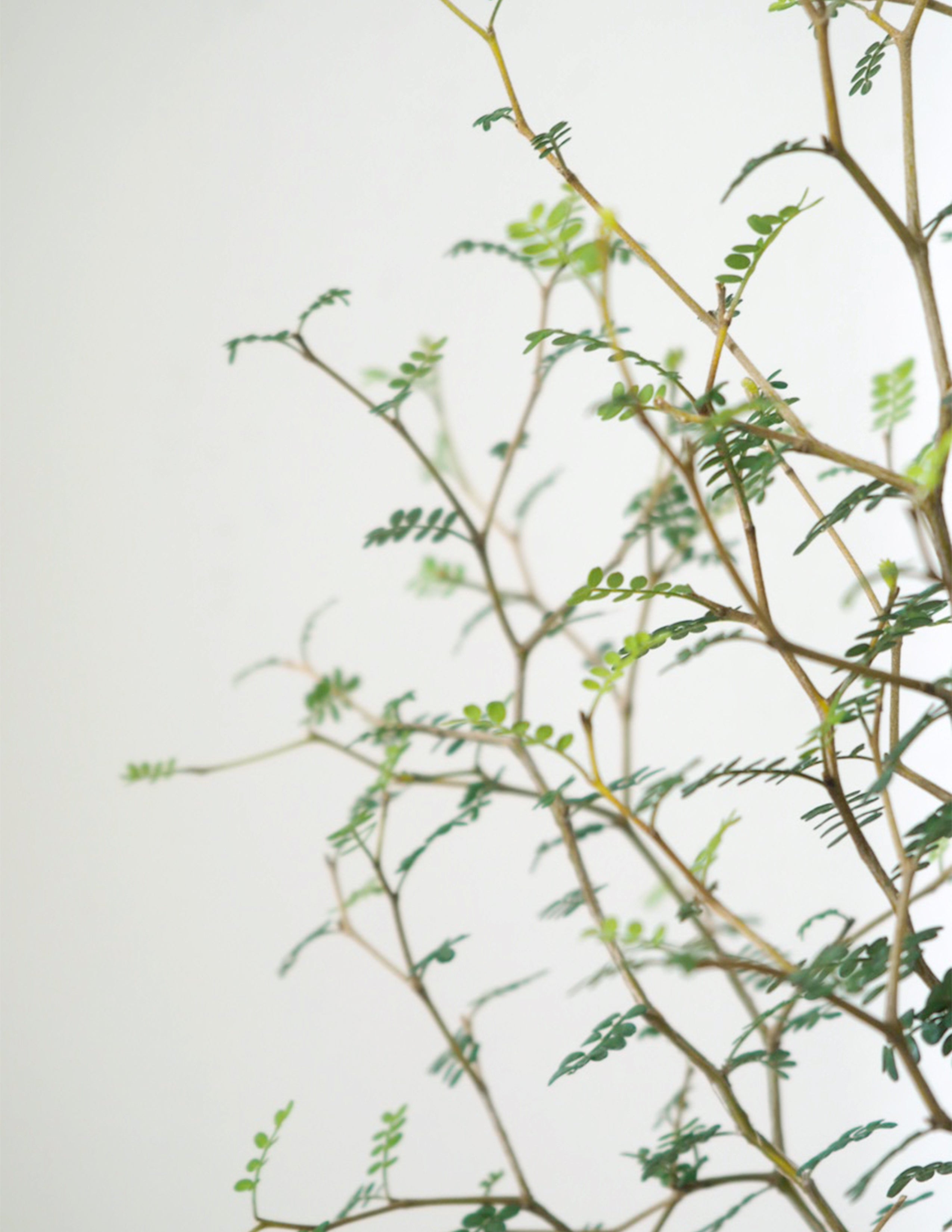 Sophora