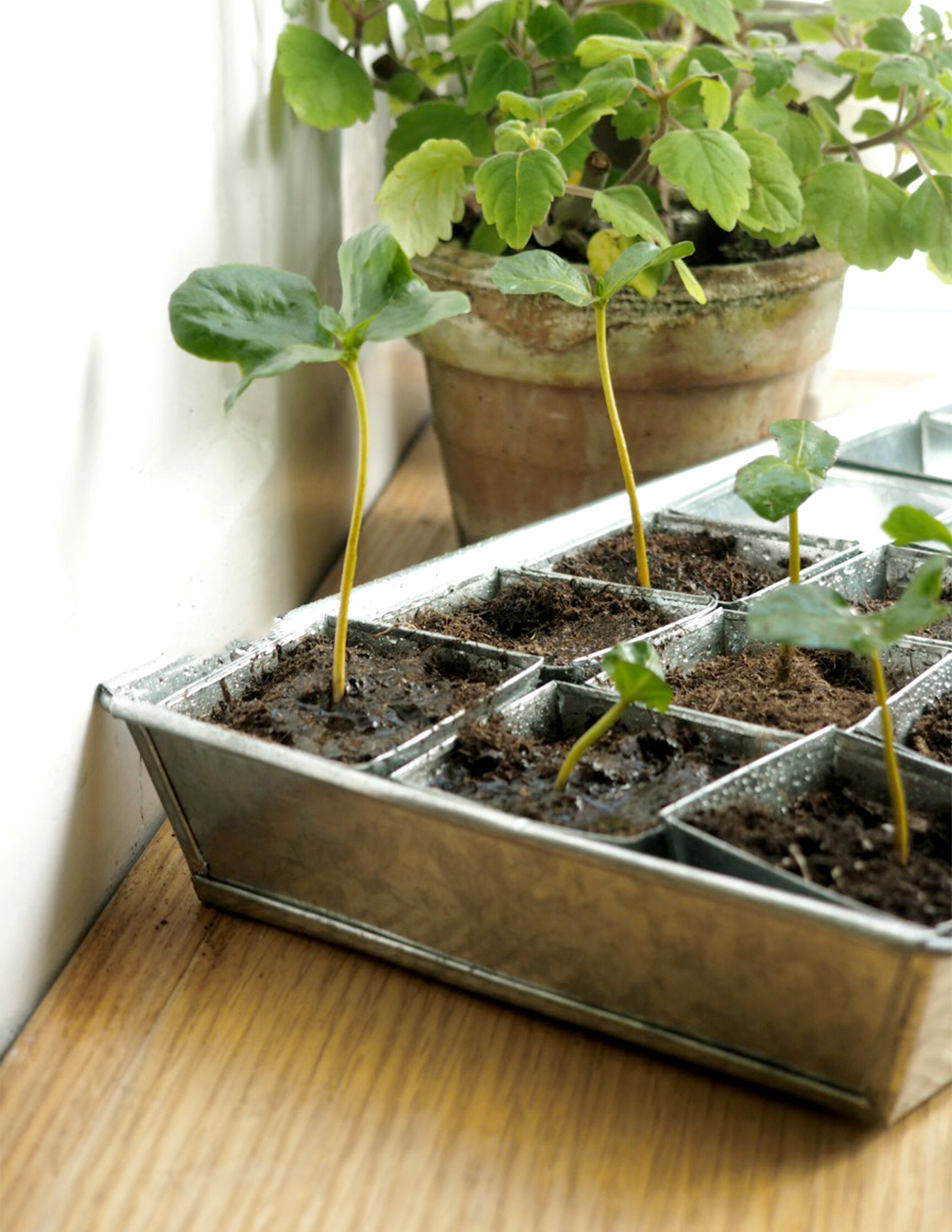 Forspiringsbakke - W.E.T Seed Pot30