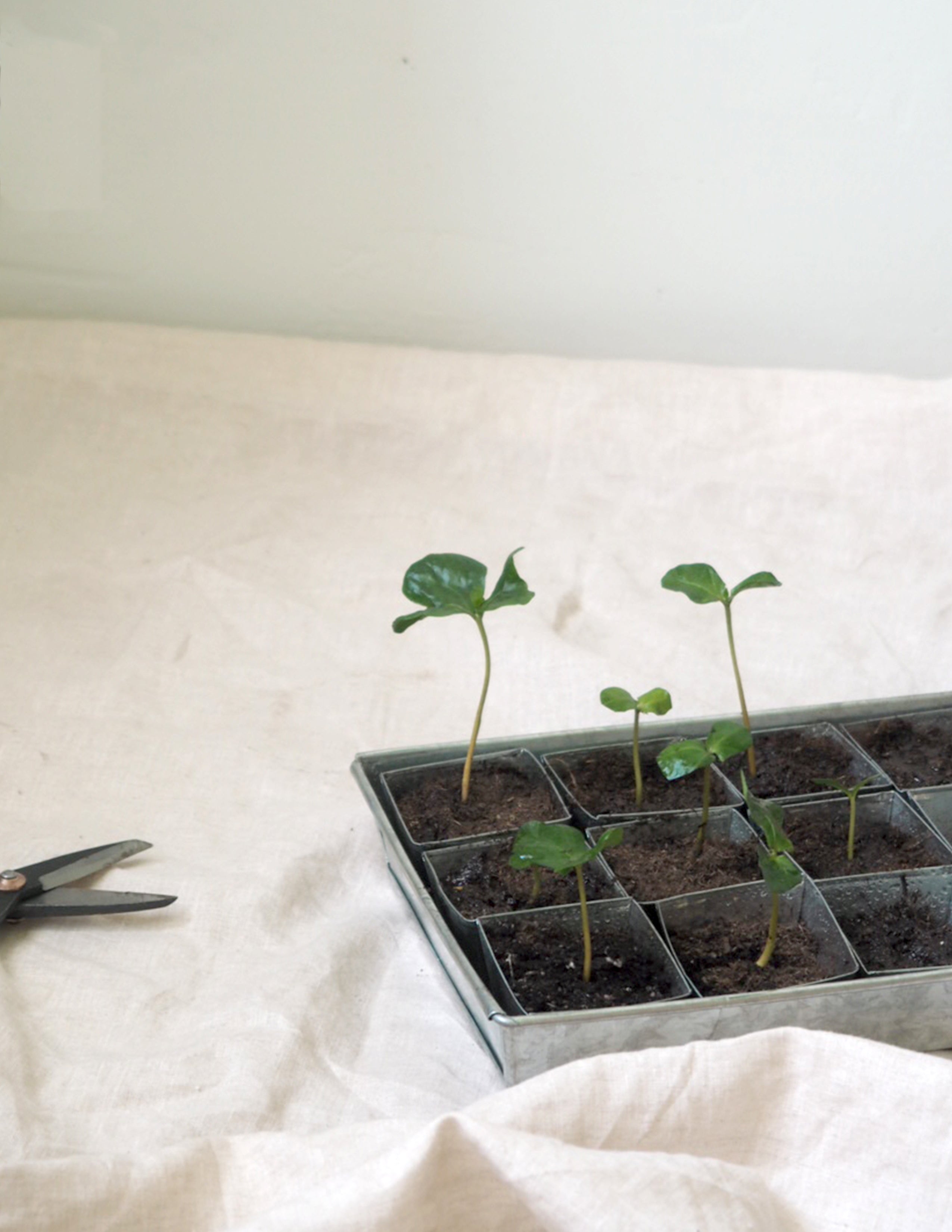 Forspiringsbakke - W.E.T Seed Pot30