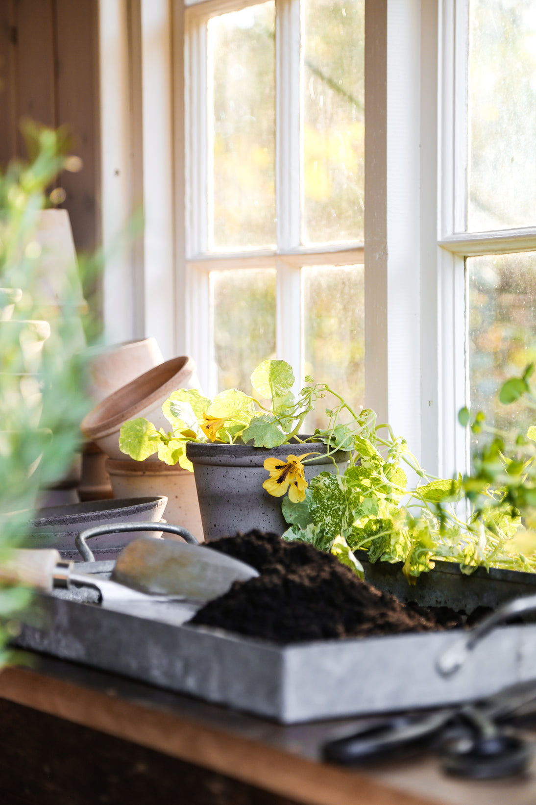 GROW BLEND - den ultimative jordblanding til dine grønne planter