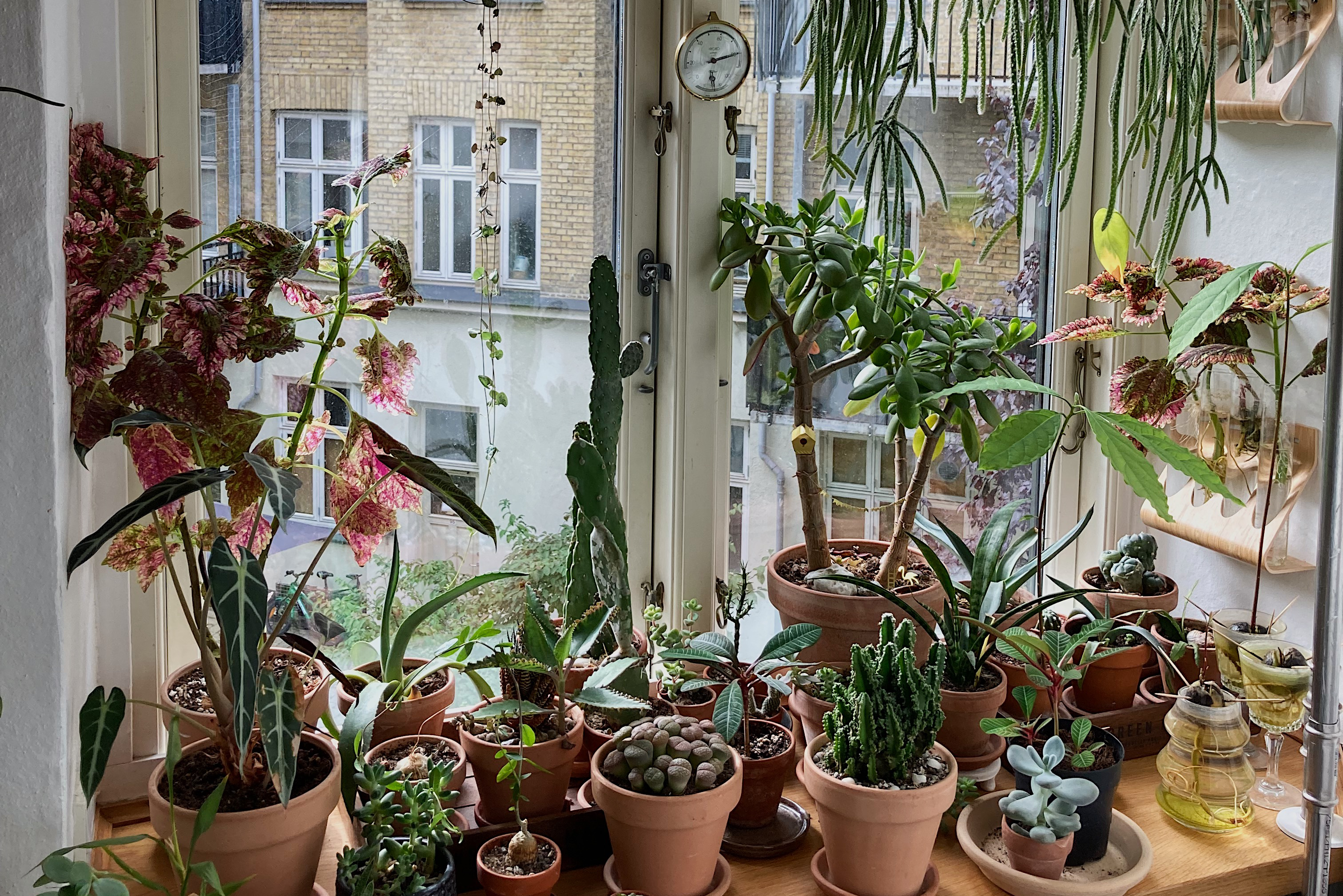 Få planterne til at overleve vinteren