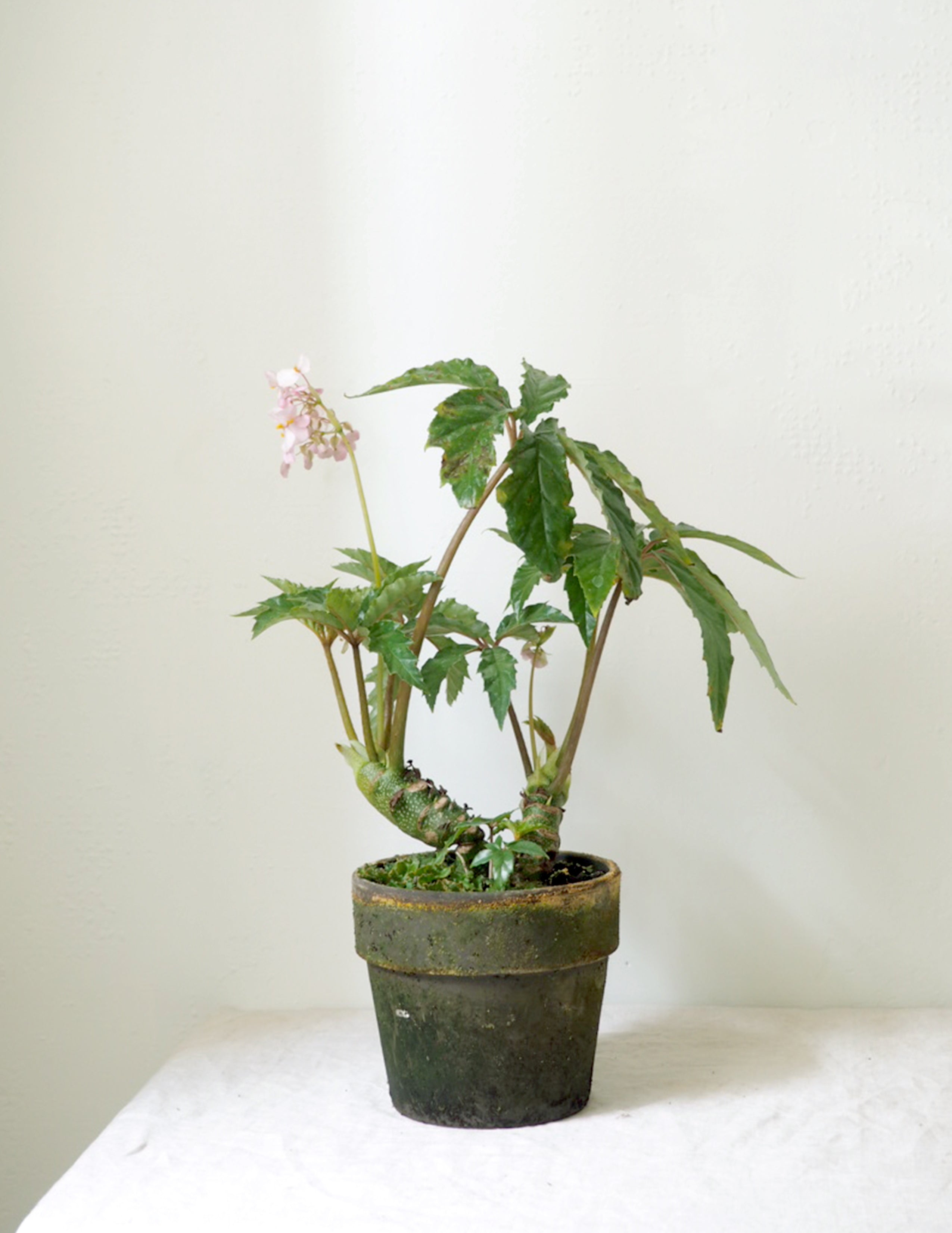 Palmebegonie Begonia carolineifolia