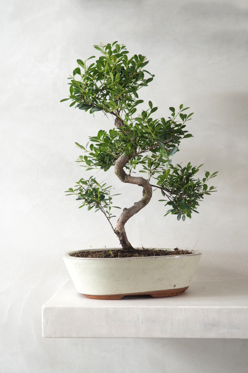 Guide til bonsai - Historie og plejetips  Plant Kbenhavn