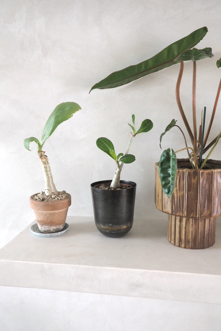 Guide: Den bedste efterårspleje til dine planter