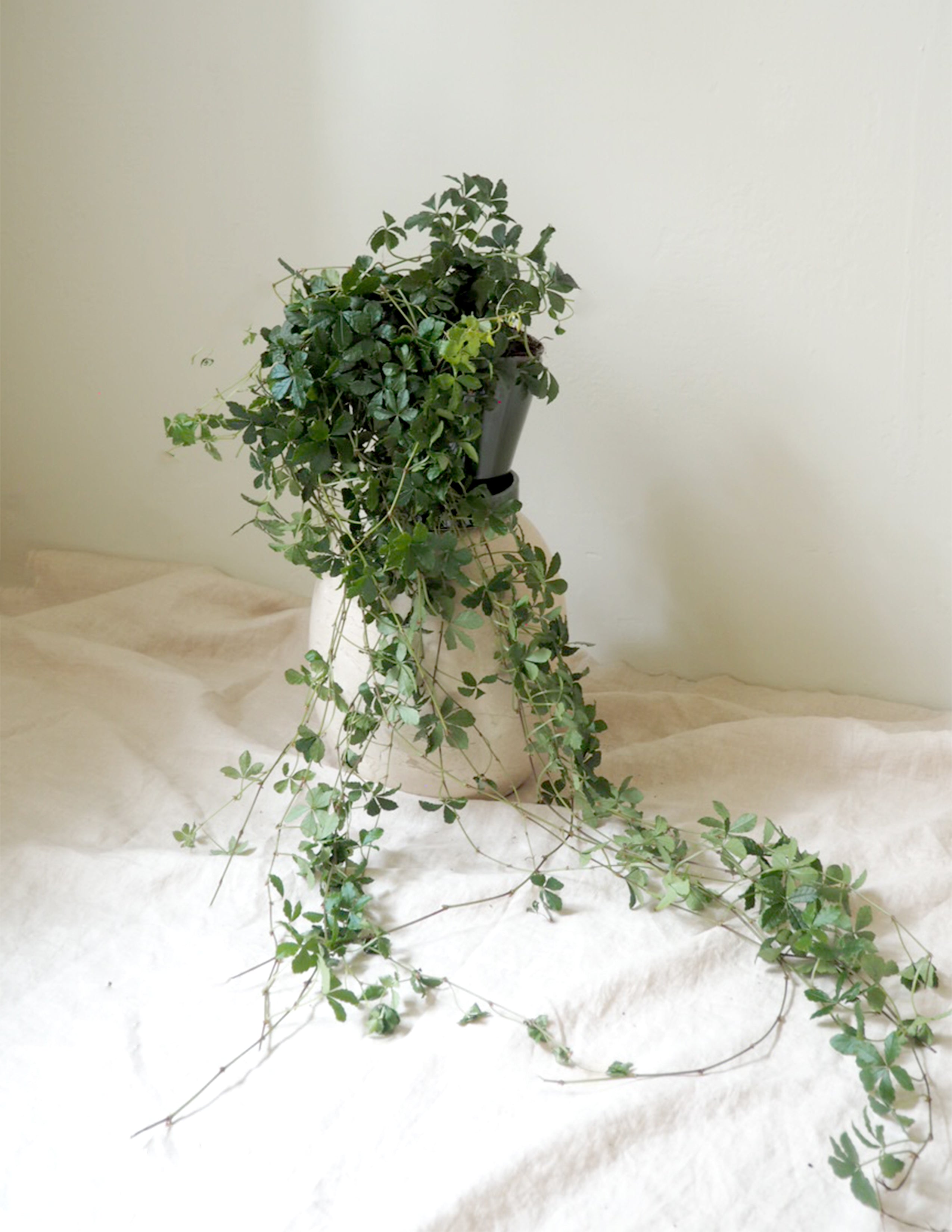 Japanvin prinsessevin