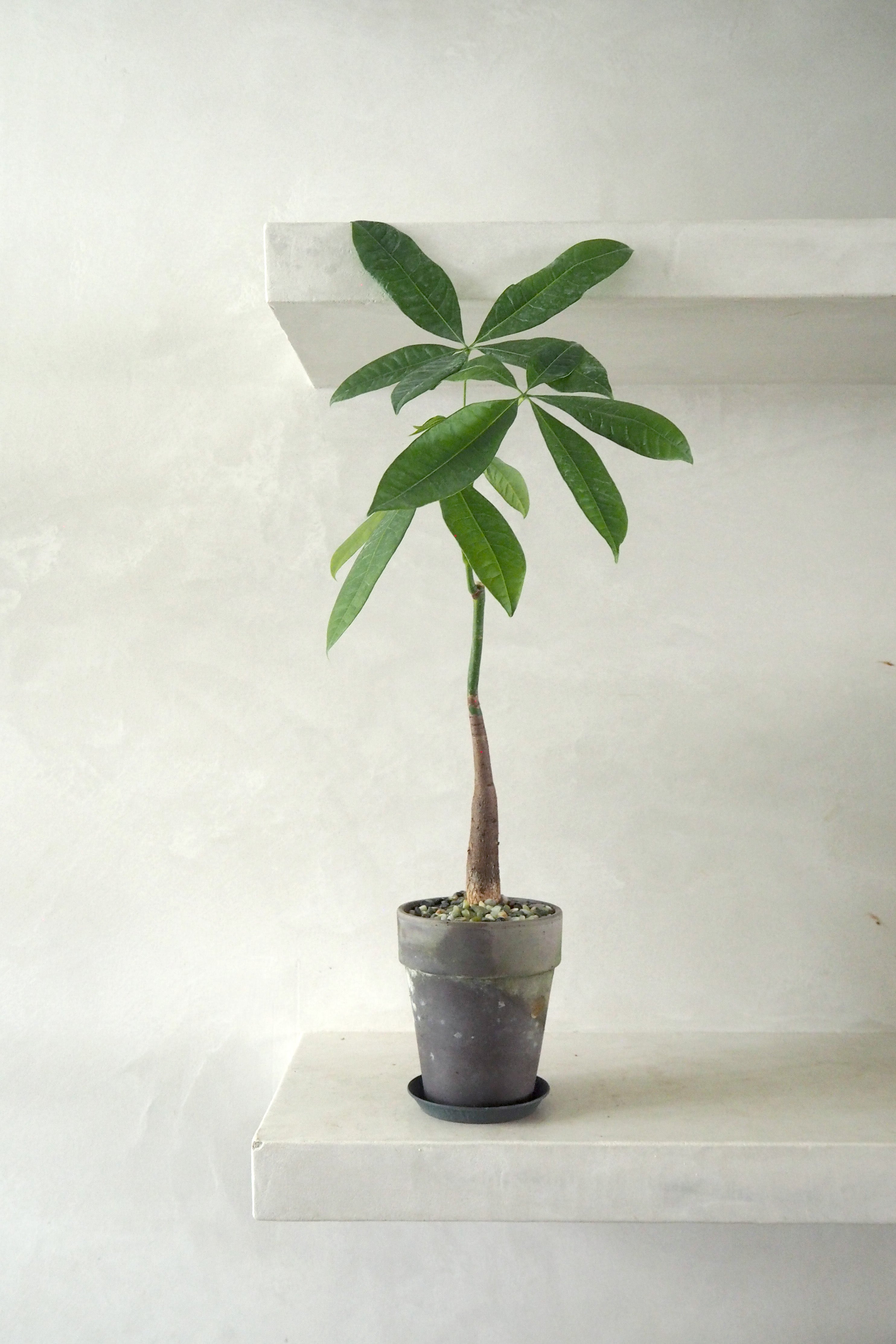 Pasning af Lykkekastanje (Pachira aquatica)