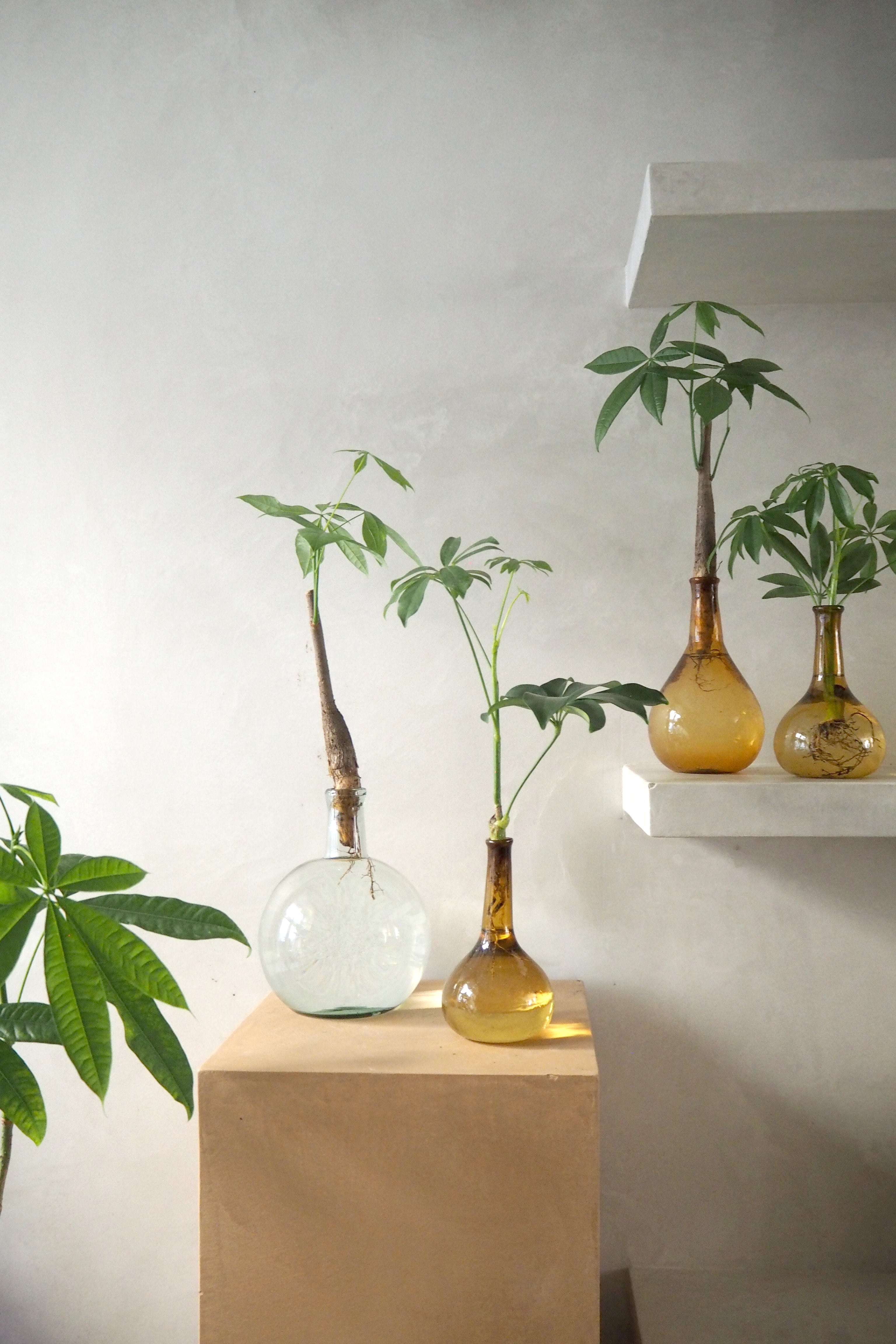 Hydrokultur – Fremtidens nemme og stilfulde plantepleje