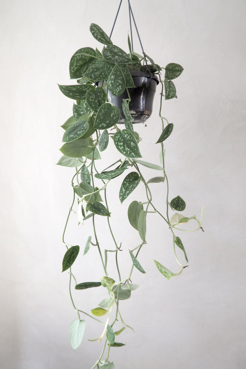 Plantepasning: Måneskin (Scindapsus pictus)