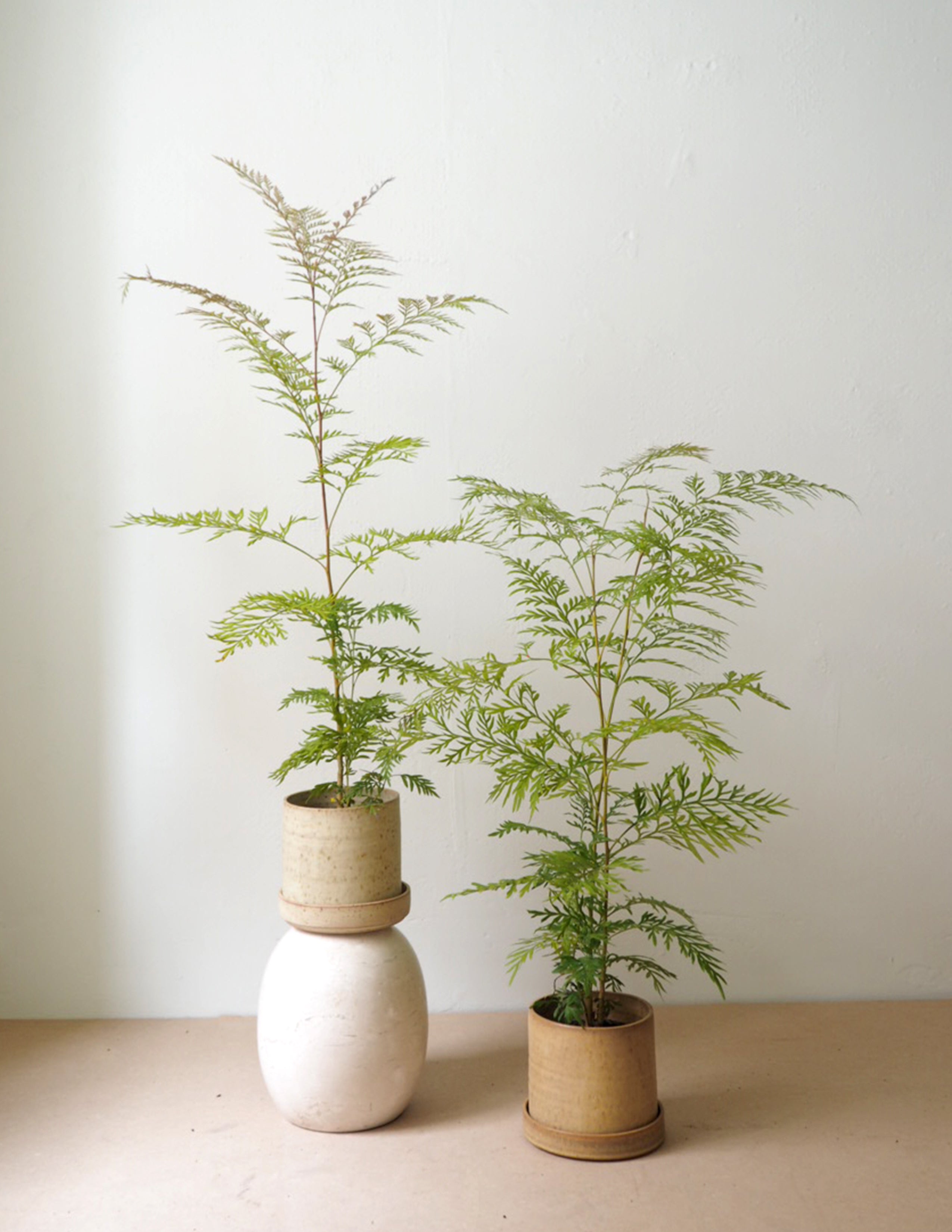 Silkeeg - let og elegant plante