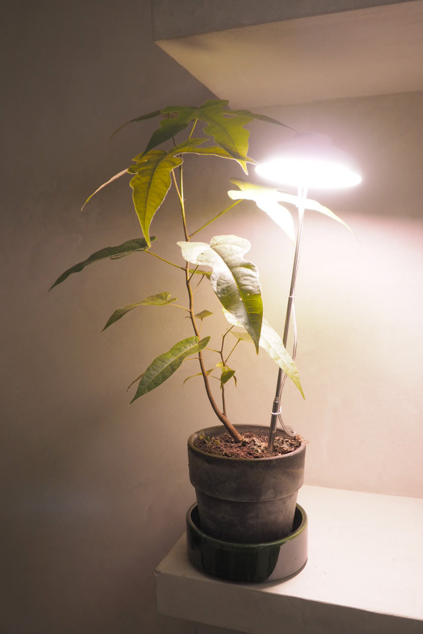 Hvor meget lys skal mine planter bruge?