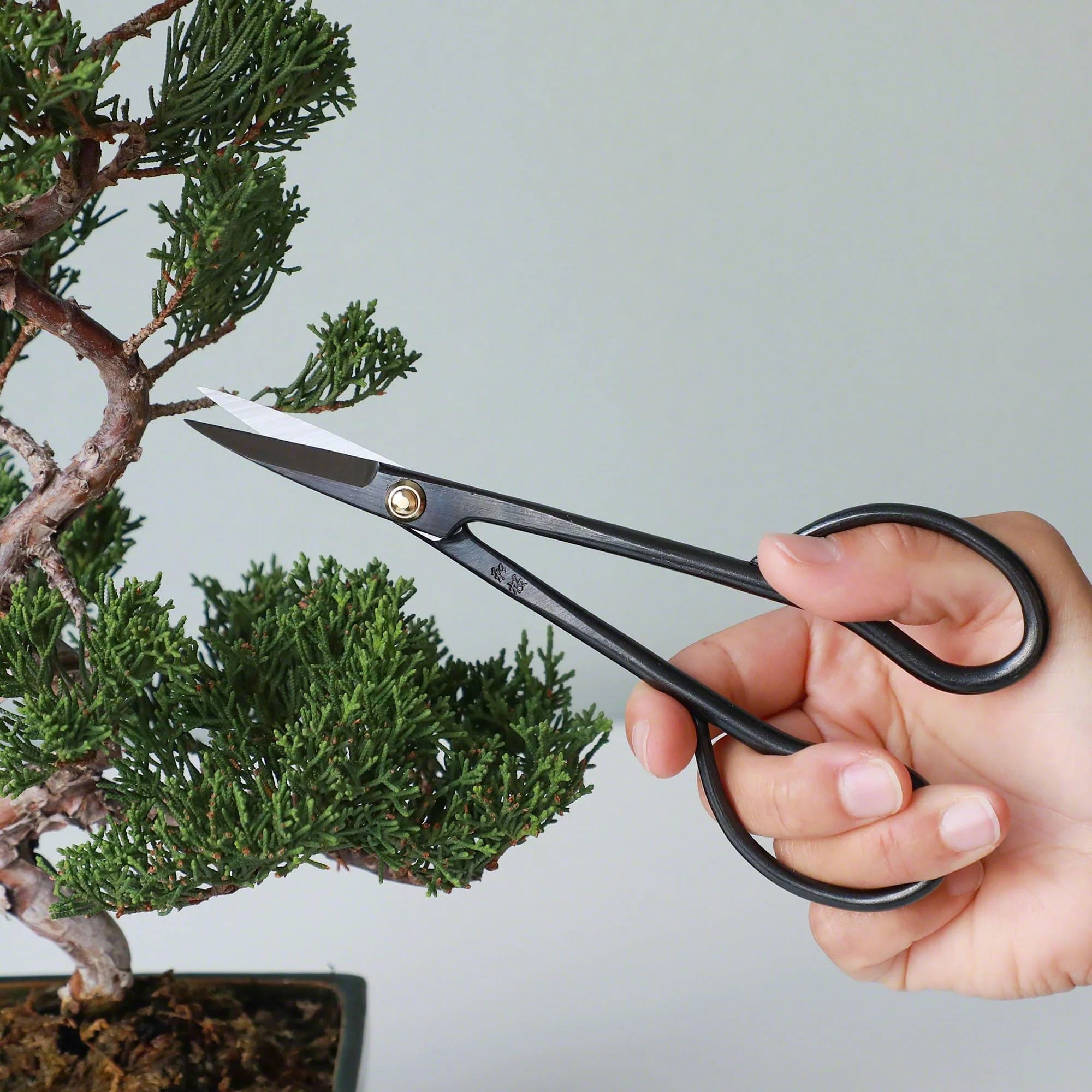 Pro Bonsai starter kit