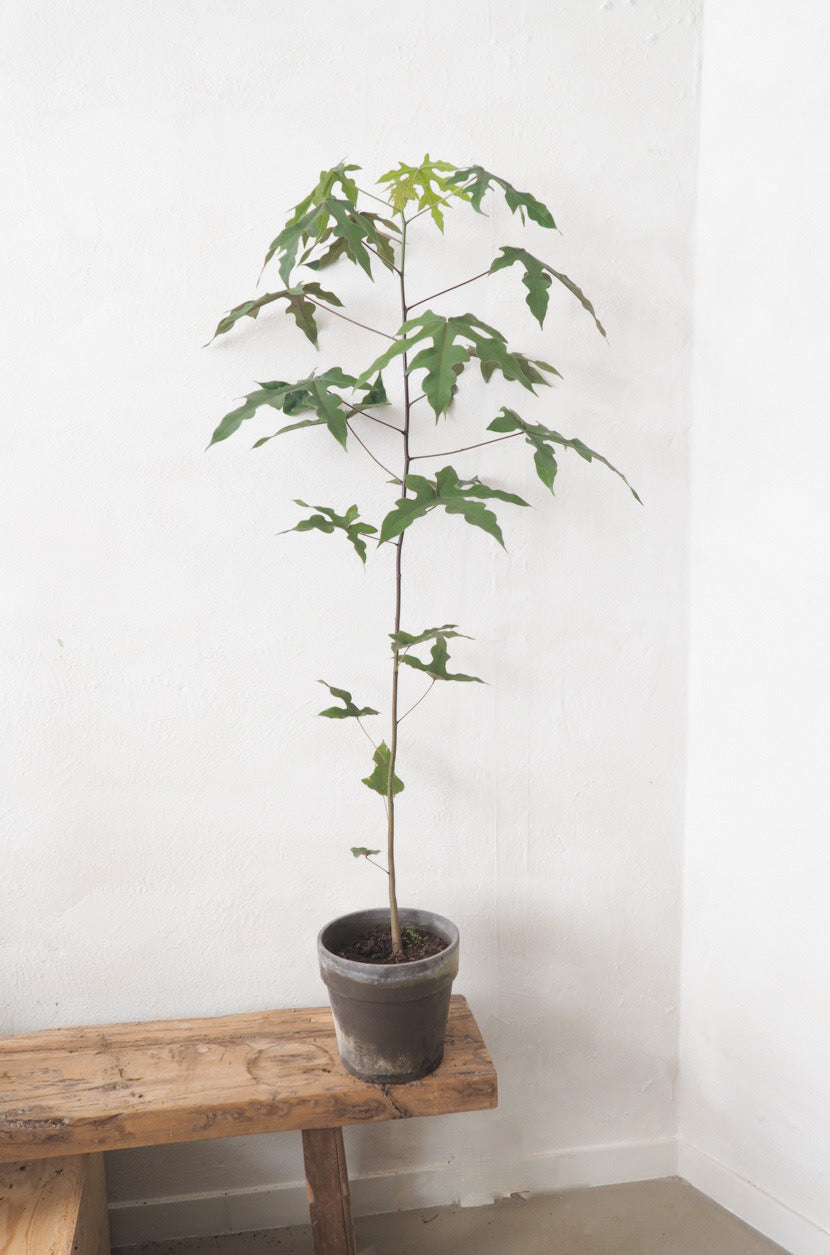 Kærlighedstræ (Fingerblad) medium