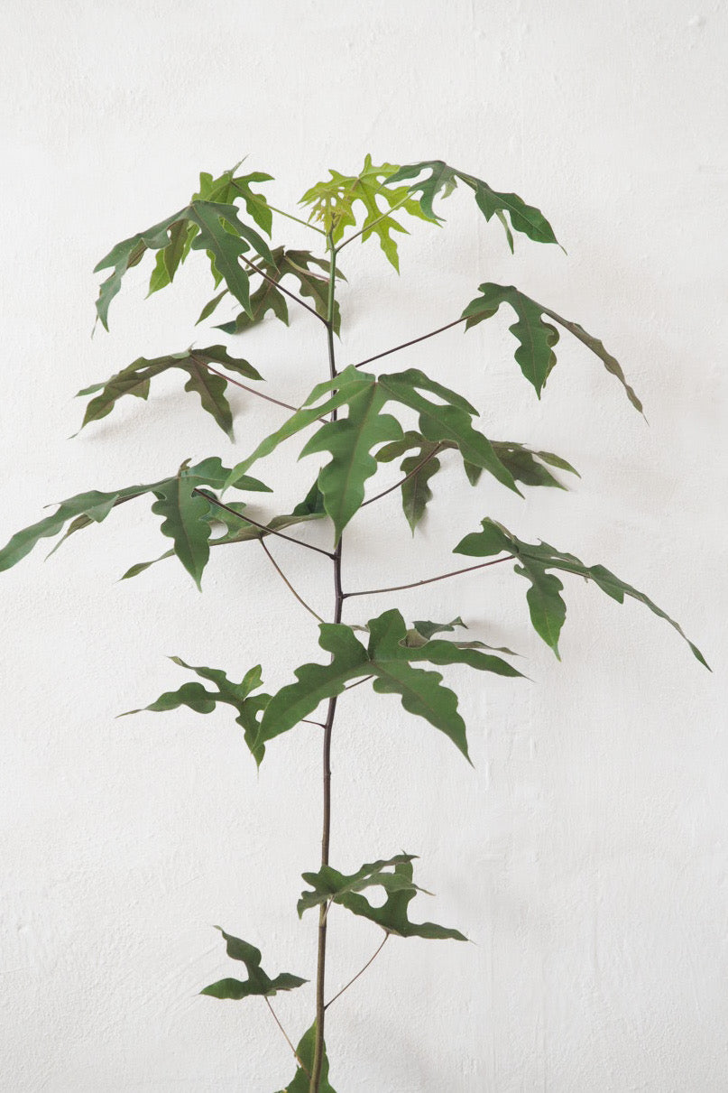 Kærlighedstræ (Fingerblad) medium