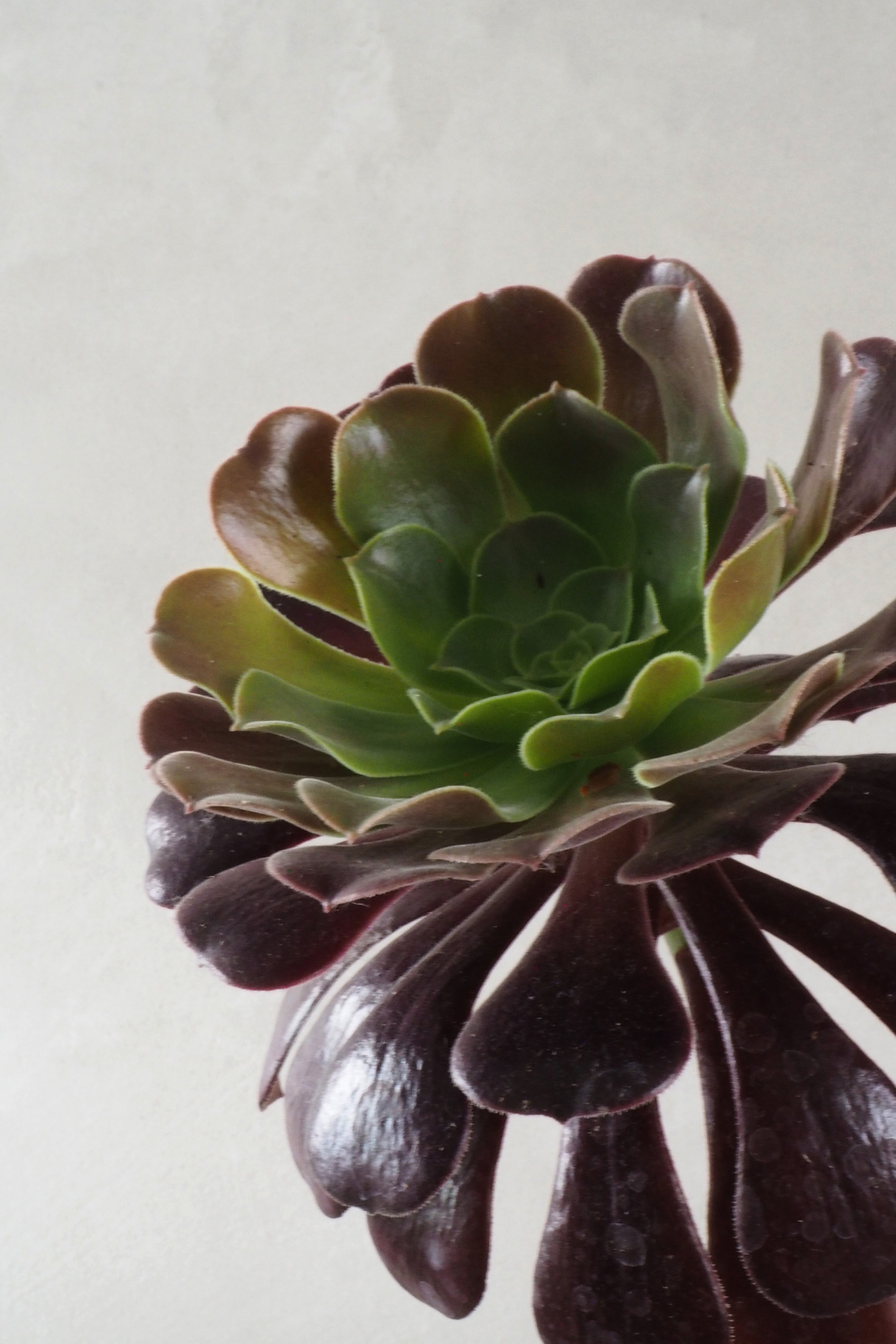 Black Rose - Aeonium