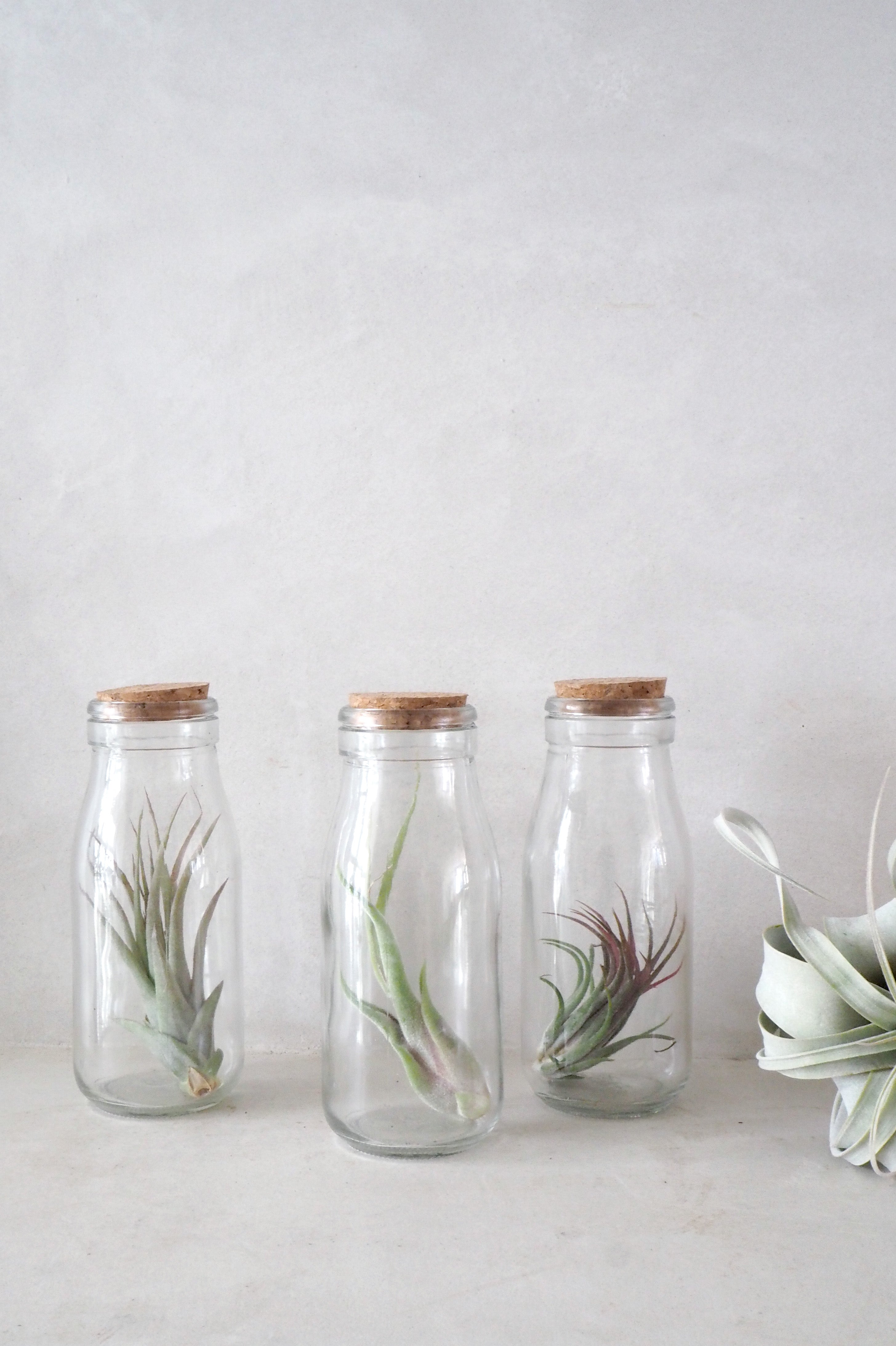 Air plant i glas
