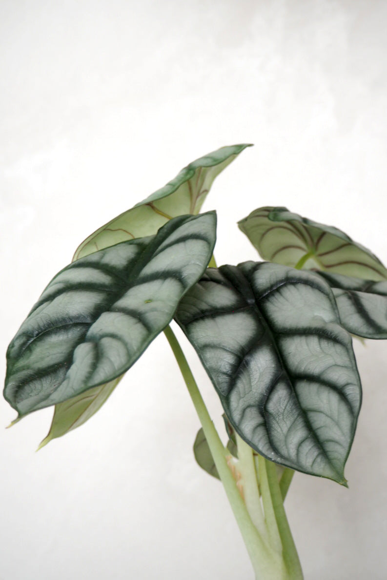 Alocasia Silver Scale
