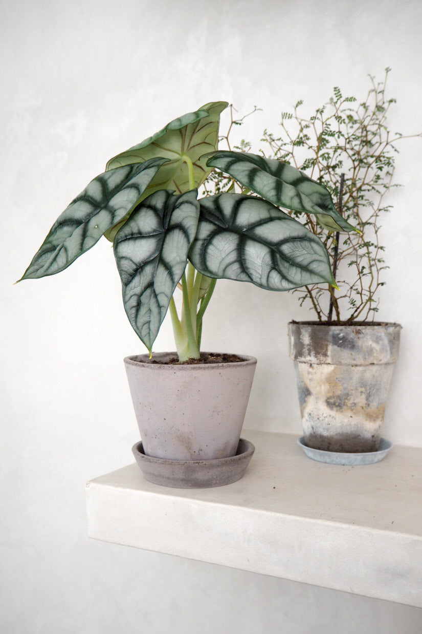 Alocasia Silver Scale
