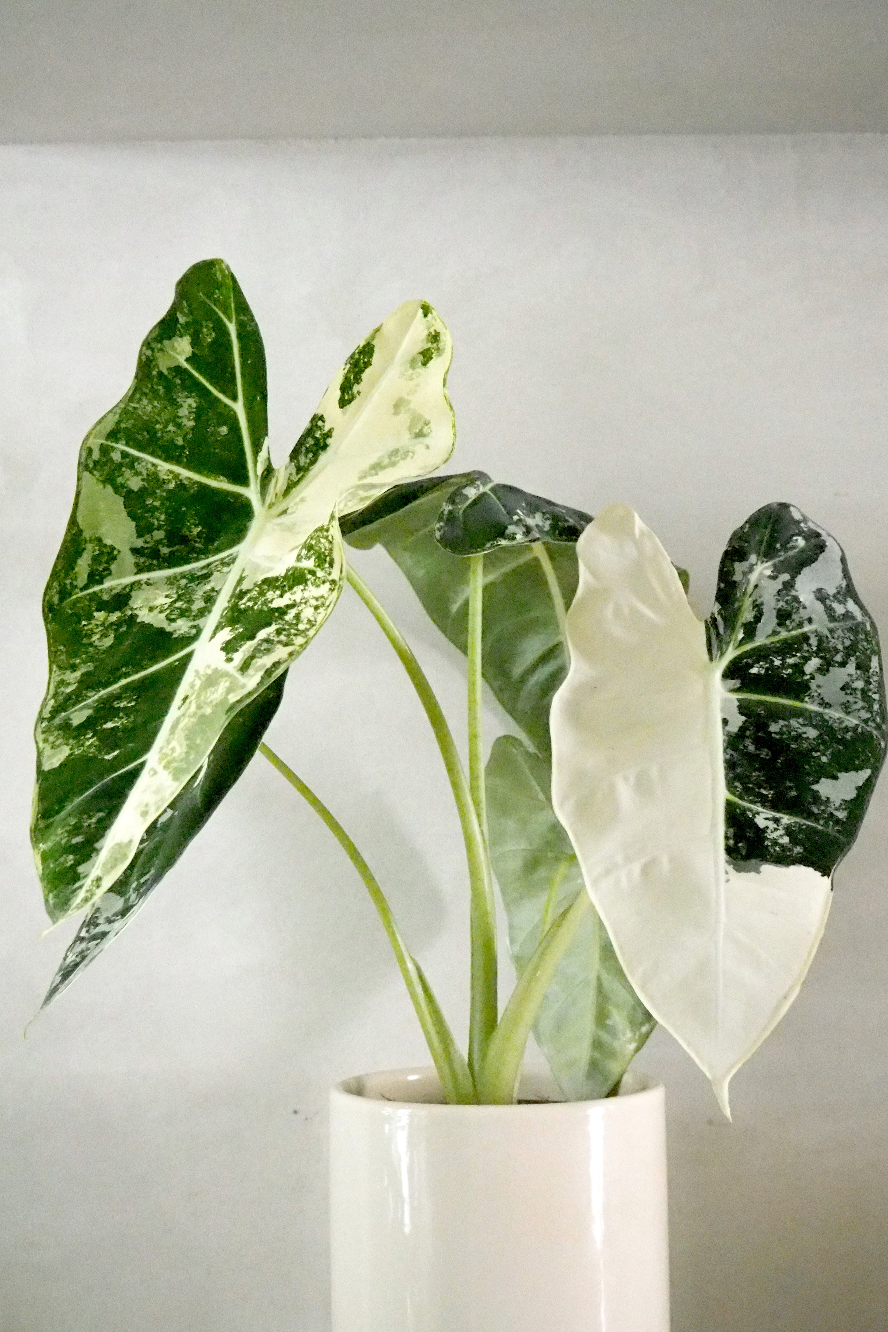 Alocasia frydek variegata